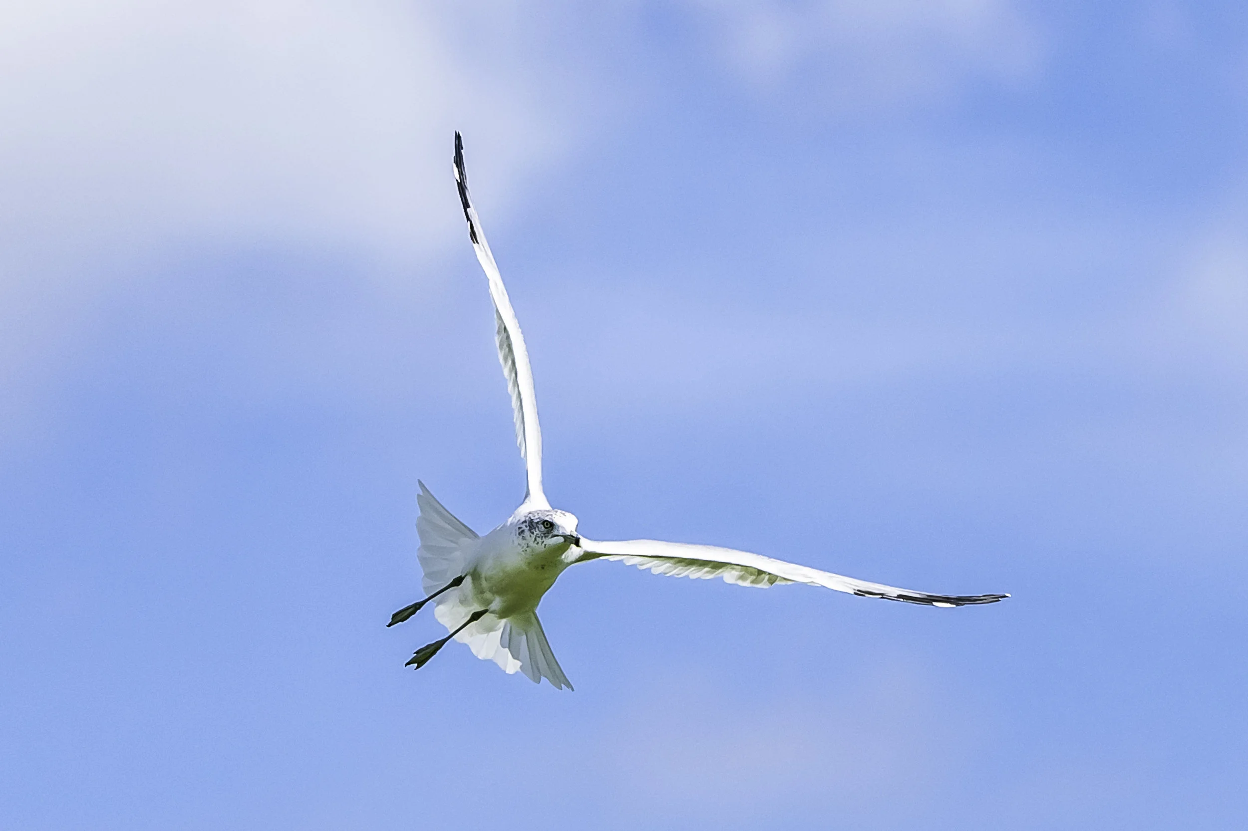 A Michigan Seagull in Northville