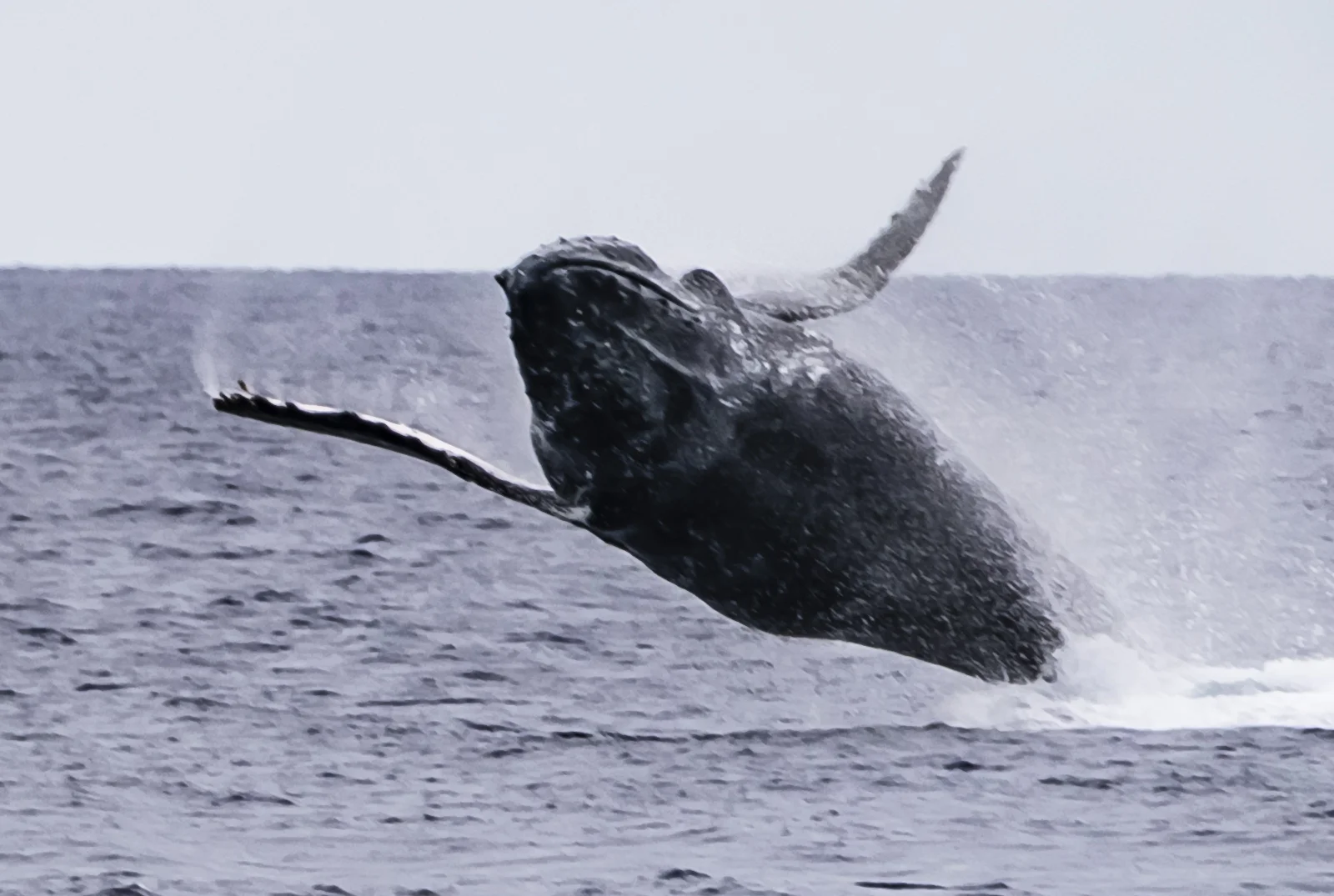 Flying Humpback Whale