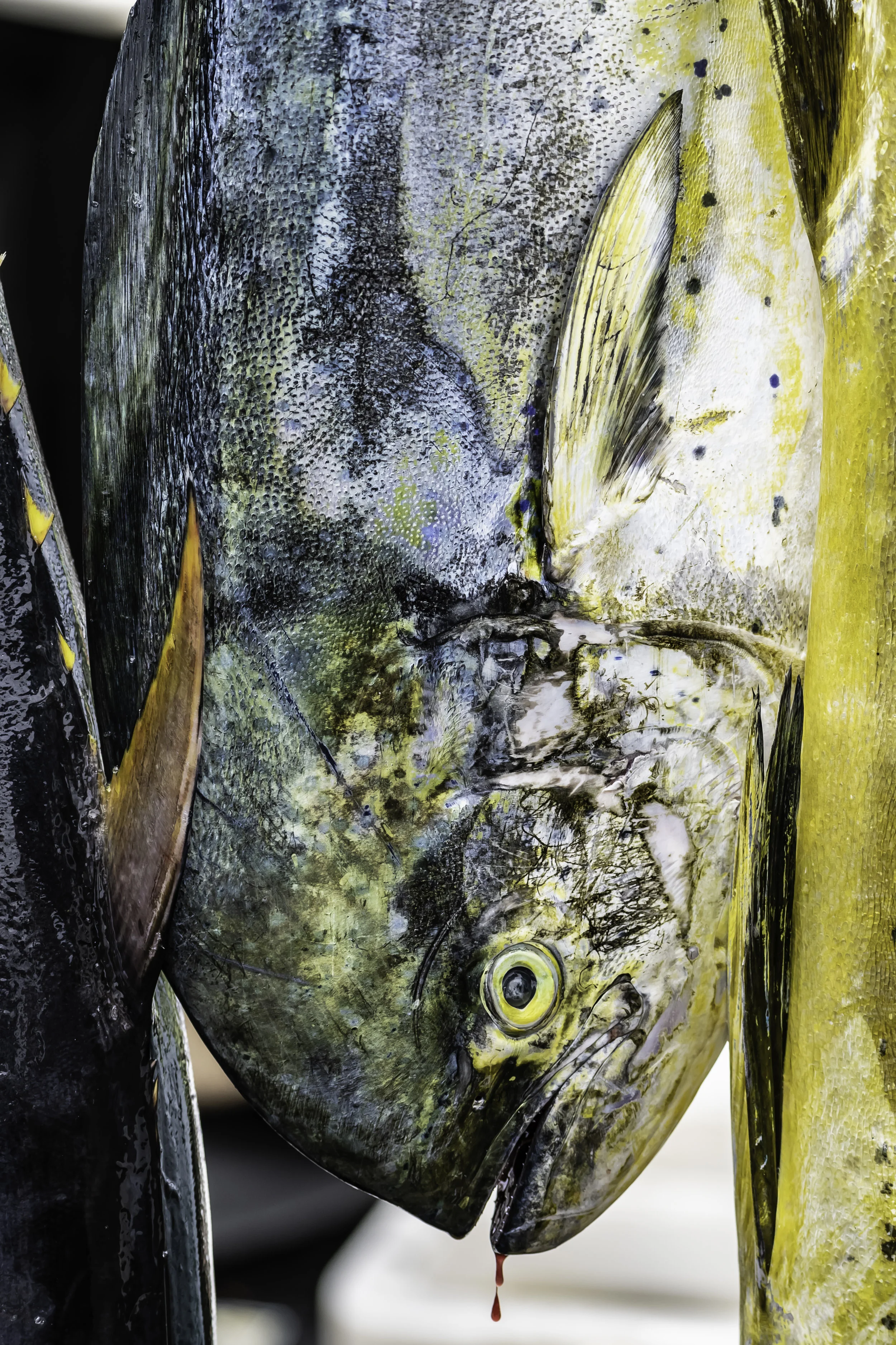 Fresh Mahi Mahi