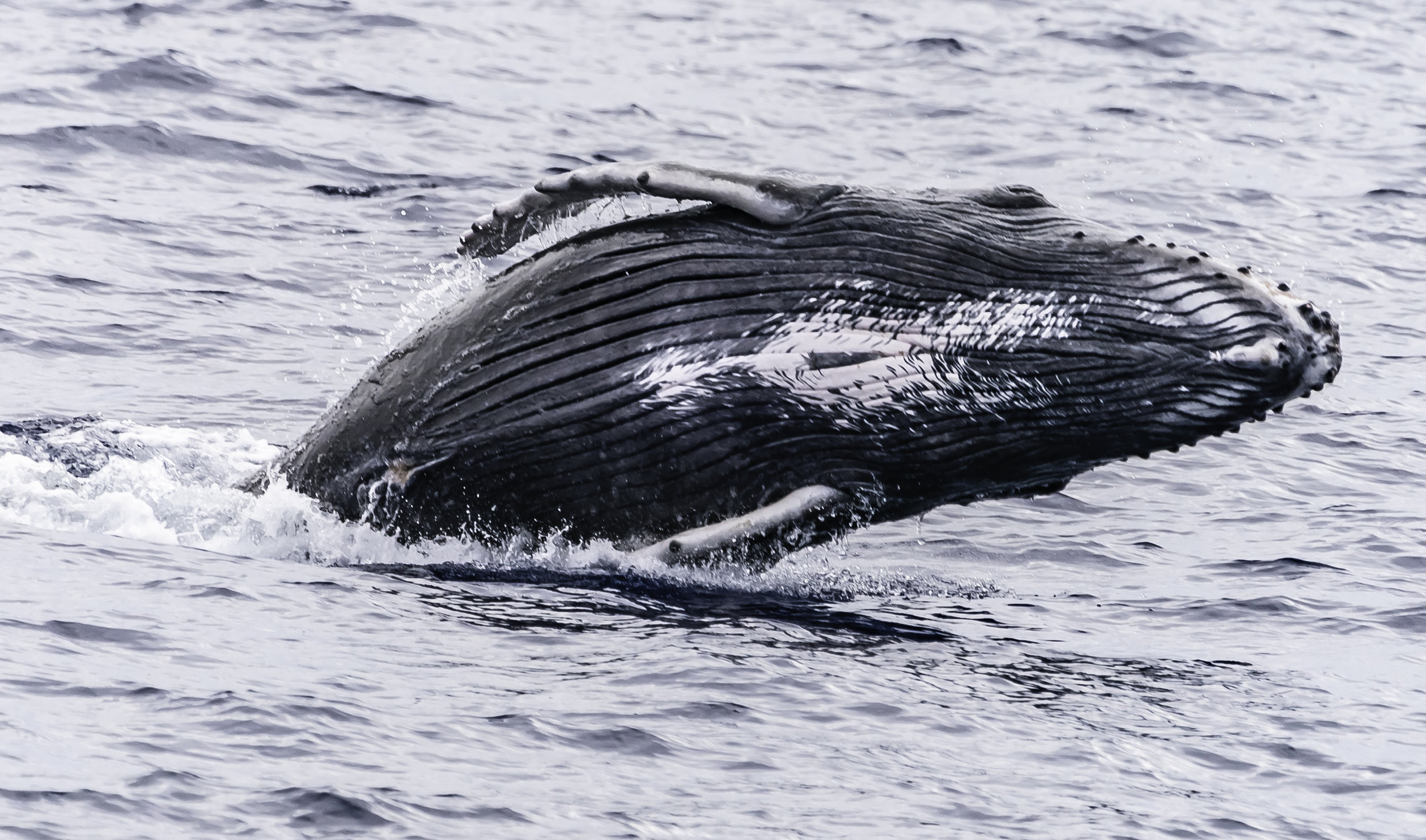 Twist Breach, Humpback Whale, West Maui