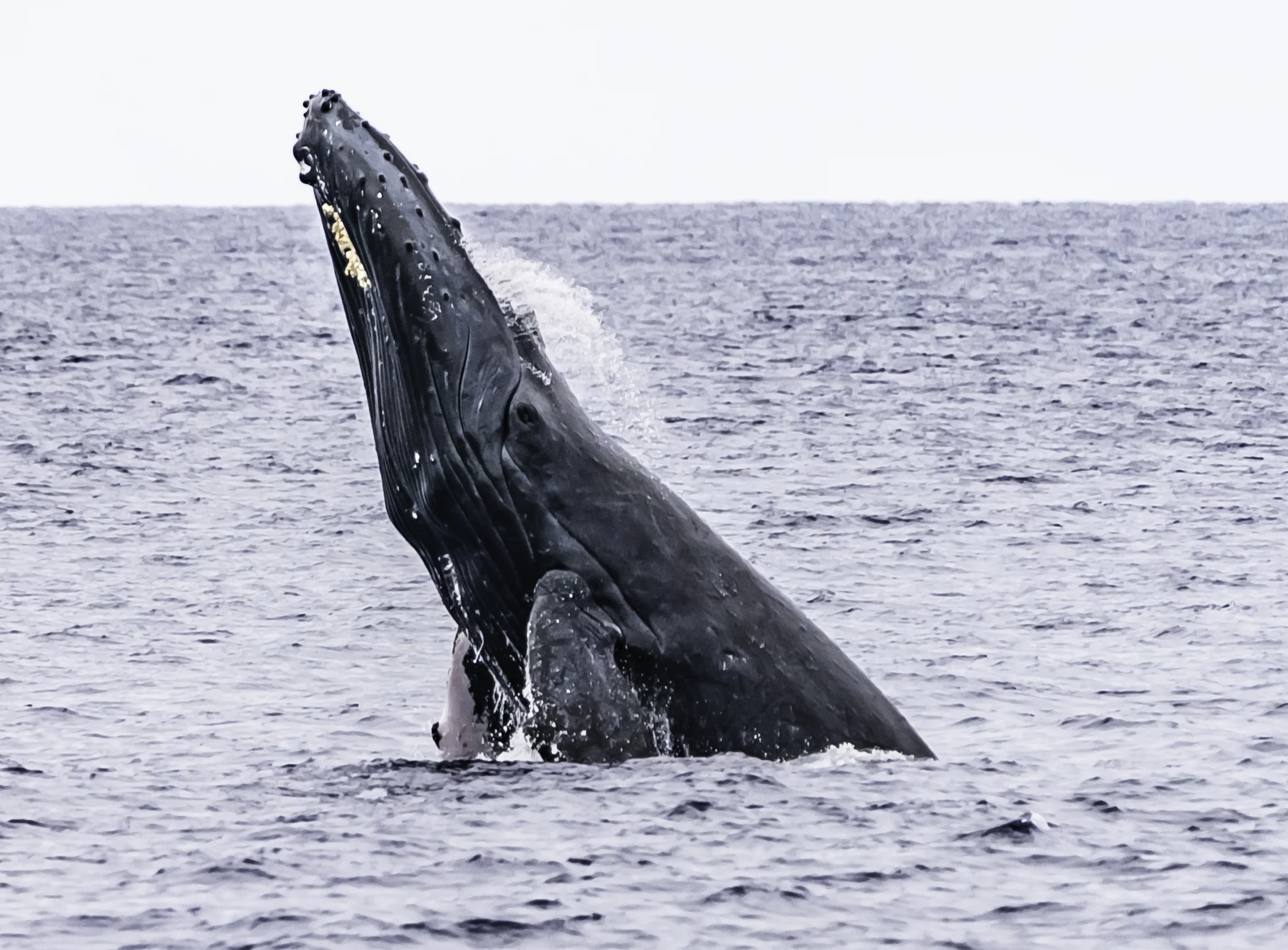 Whale Breach.jpg