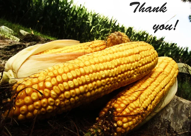 003-skylar-corn-5x7.jpg