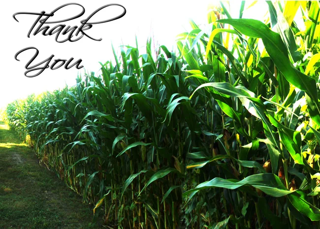 005-rocky-corn.jpg