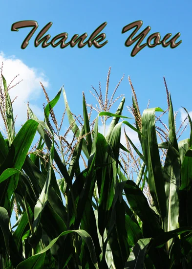 bailey_corn.jpg