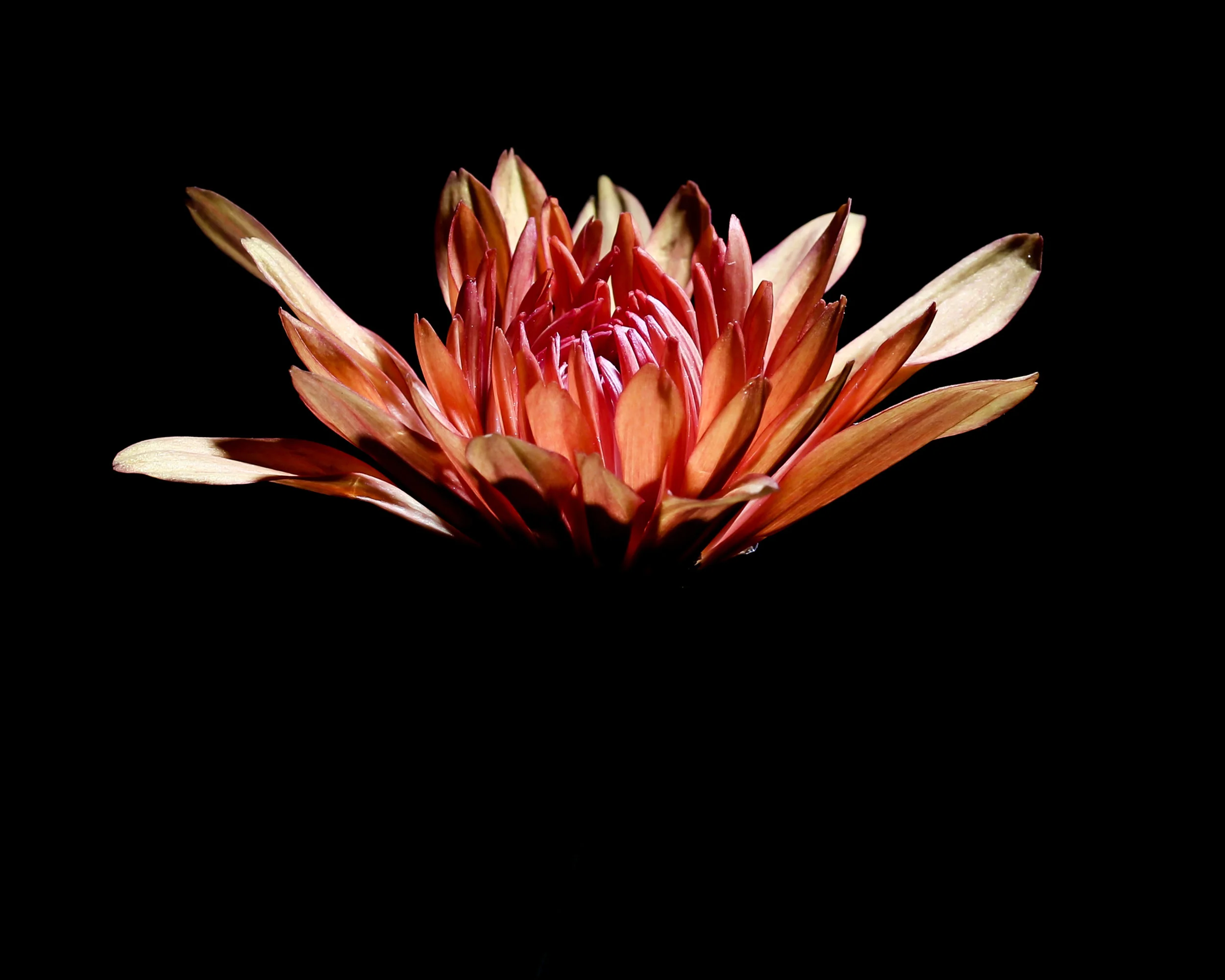 0003-patrickgilliam-macro8x10.jpg