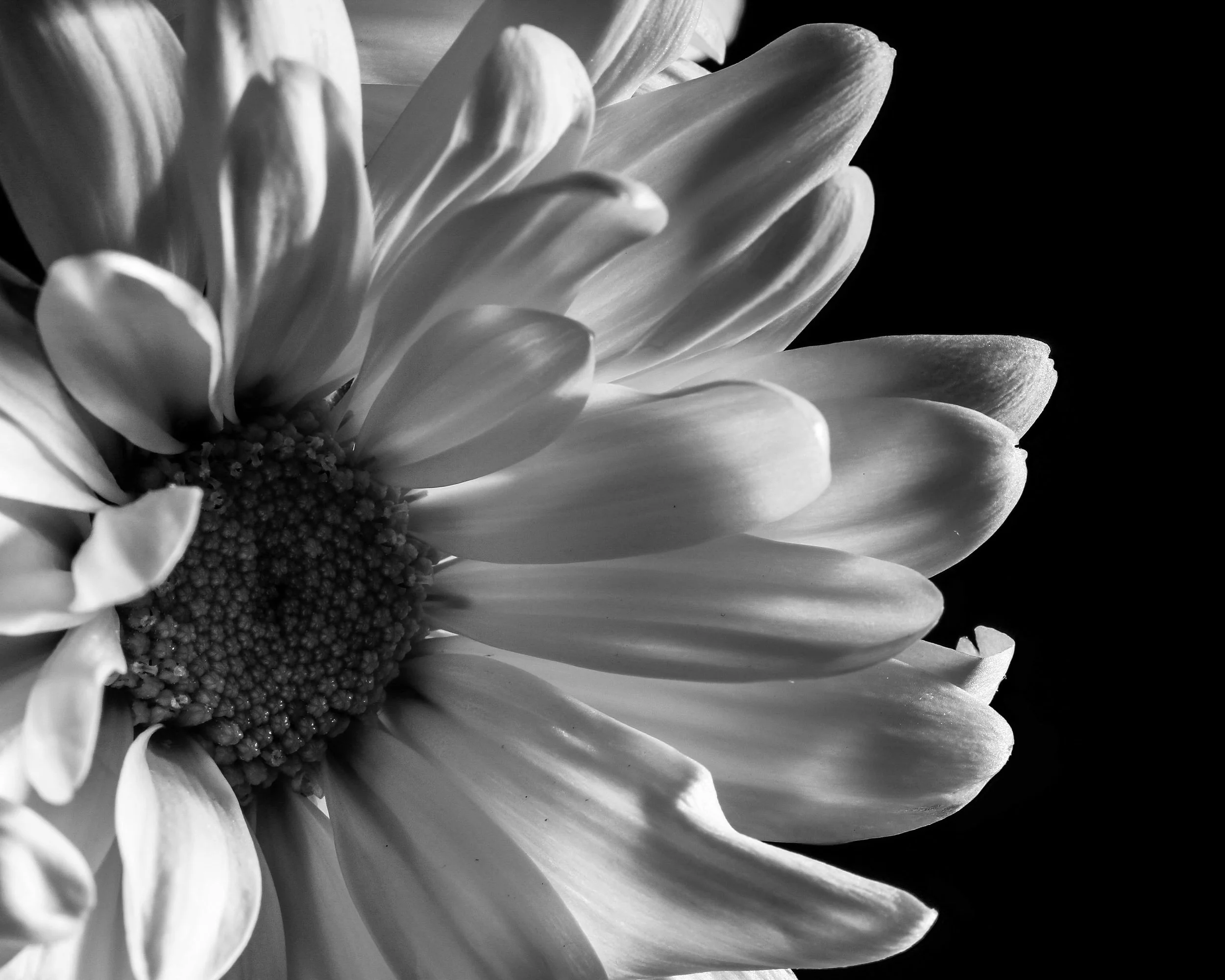 0004-adam-macro8x10.jpg
