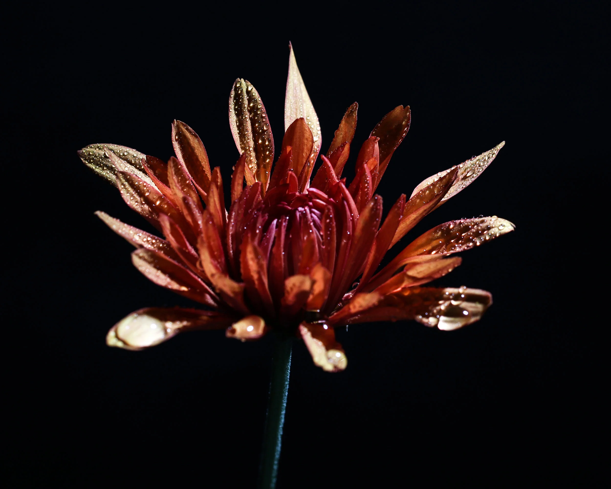 0004-patrickgilliam-macro8x10.jpg
