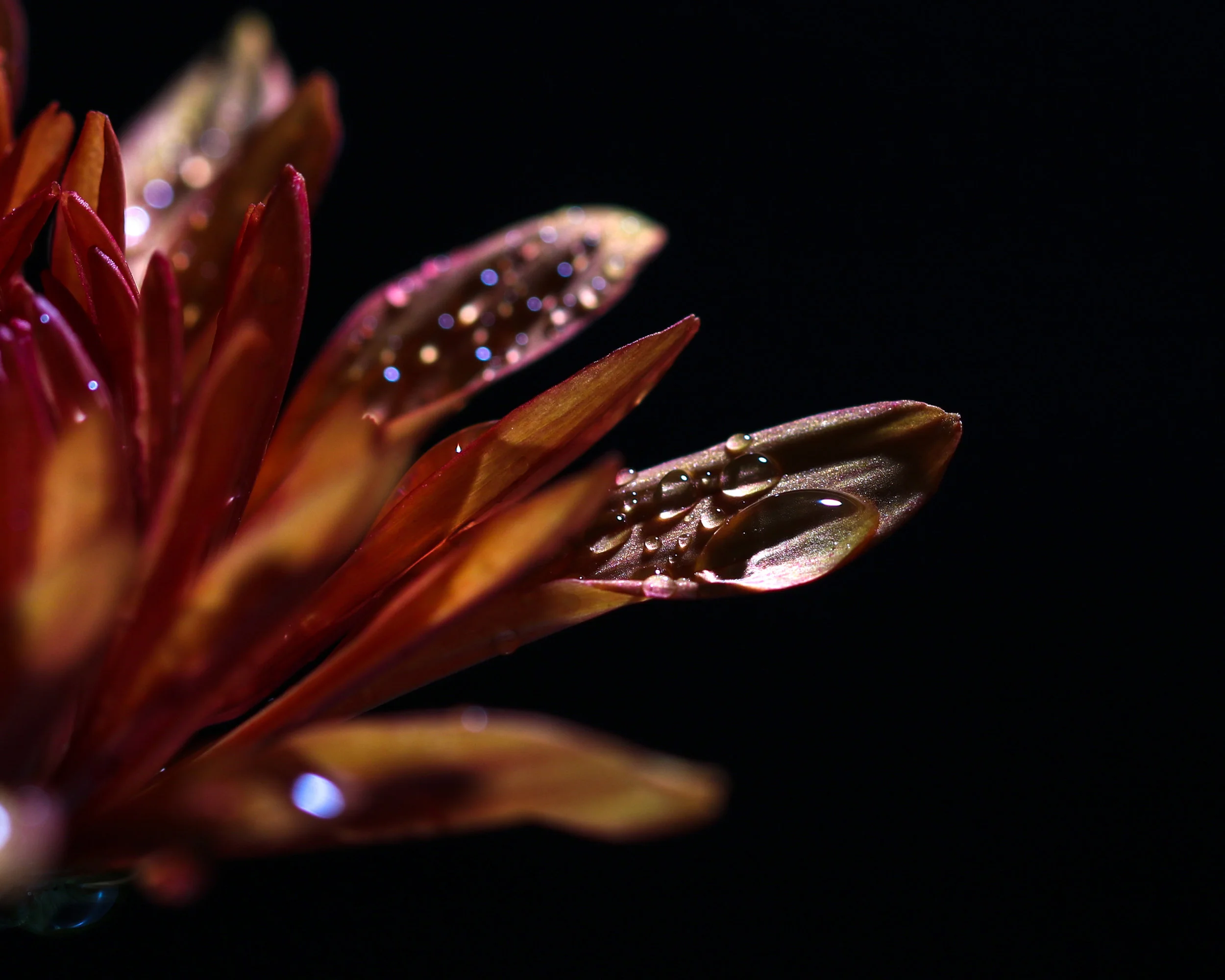 0005-patrickgilliam-macro8x10.jpg