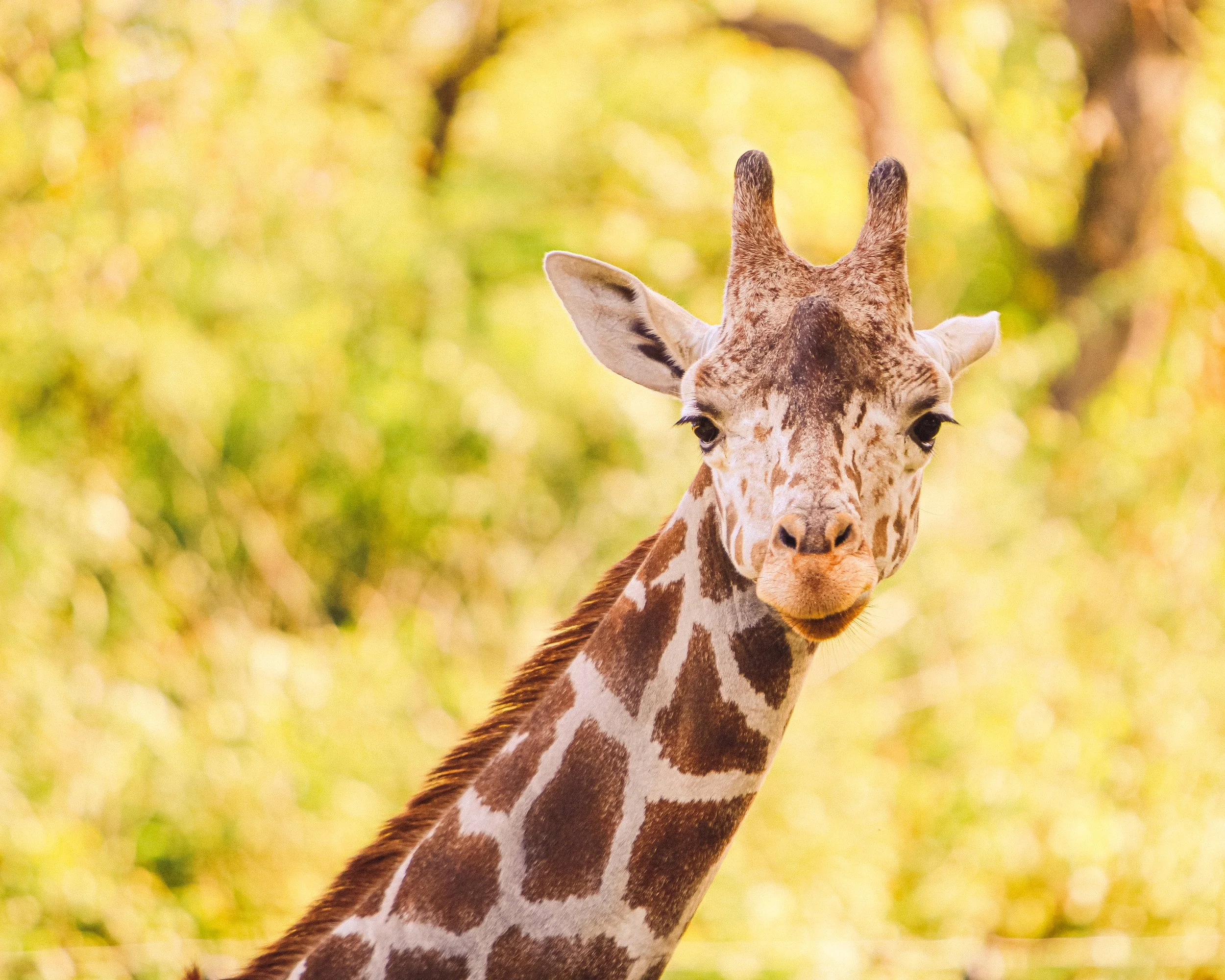 011-kristin-animal-8x10.jpg