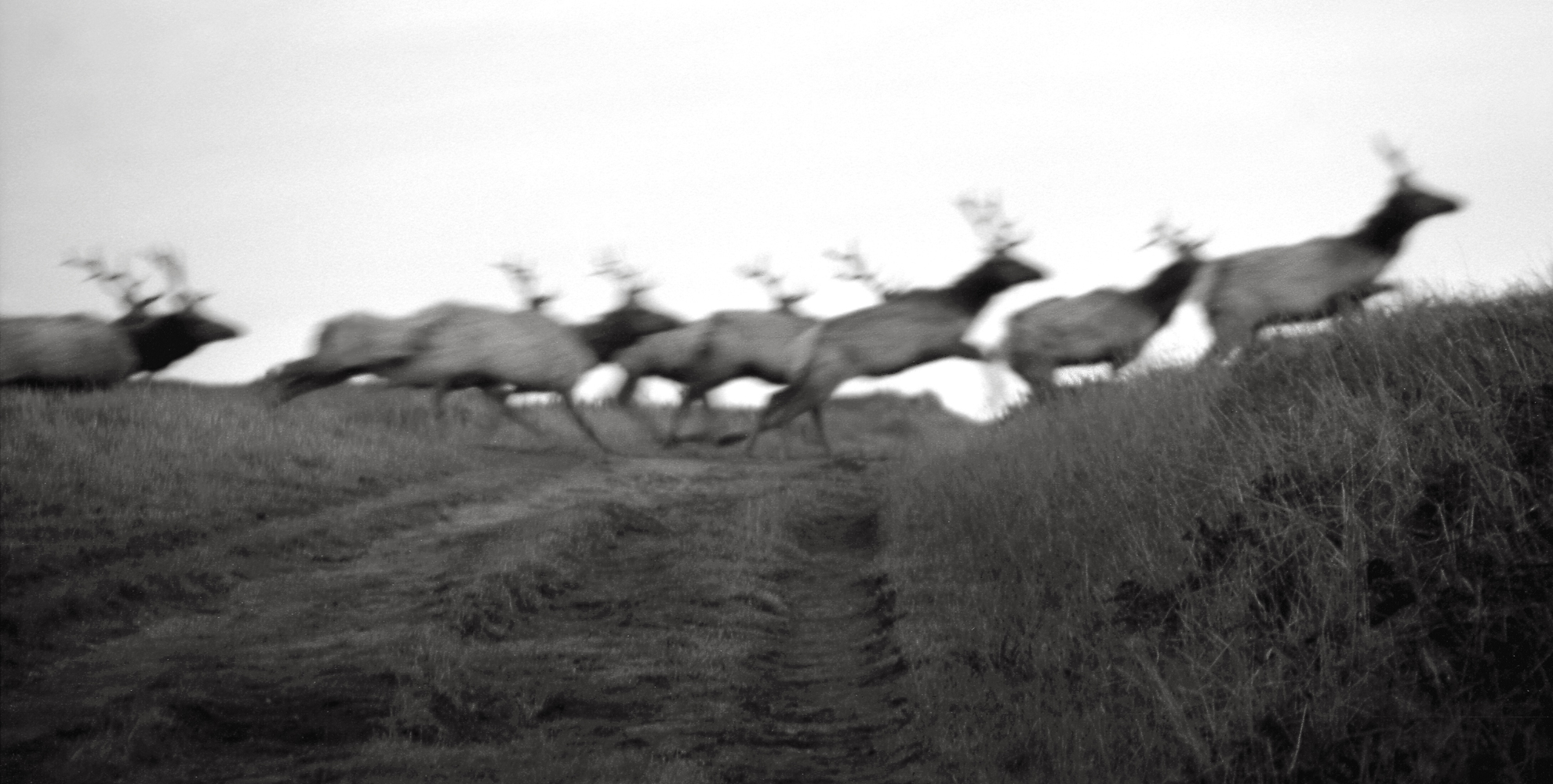 Running Elk, Tomales Point 