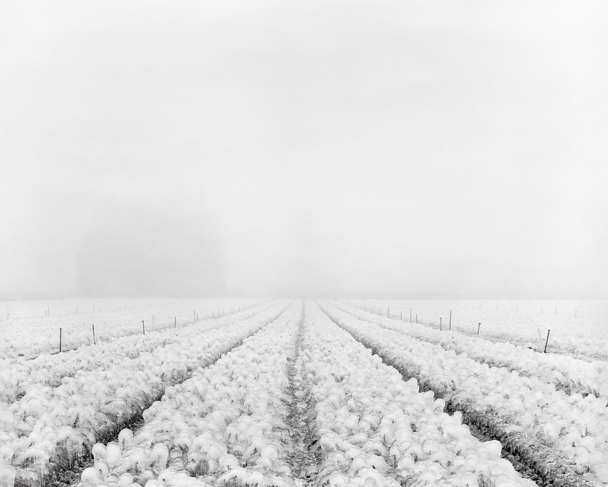 Frozen Field, Canby, Oregon 