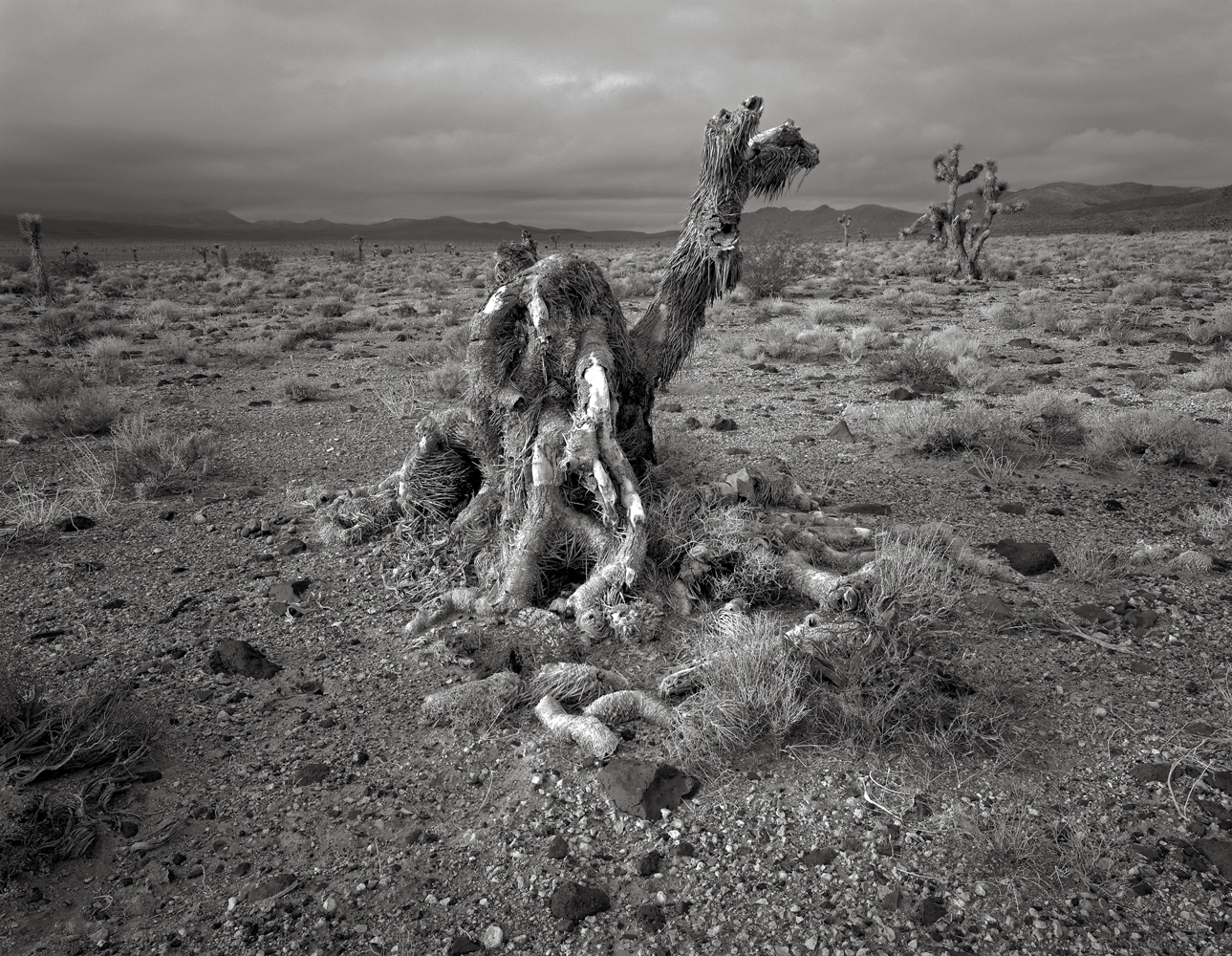 Joshua Tree, Lee Flat, Death Valley
