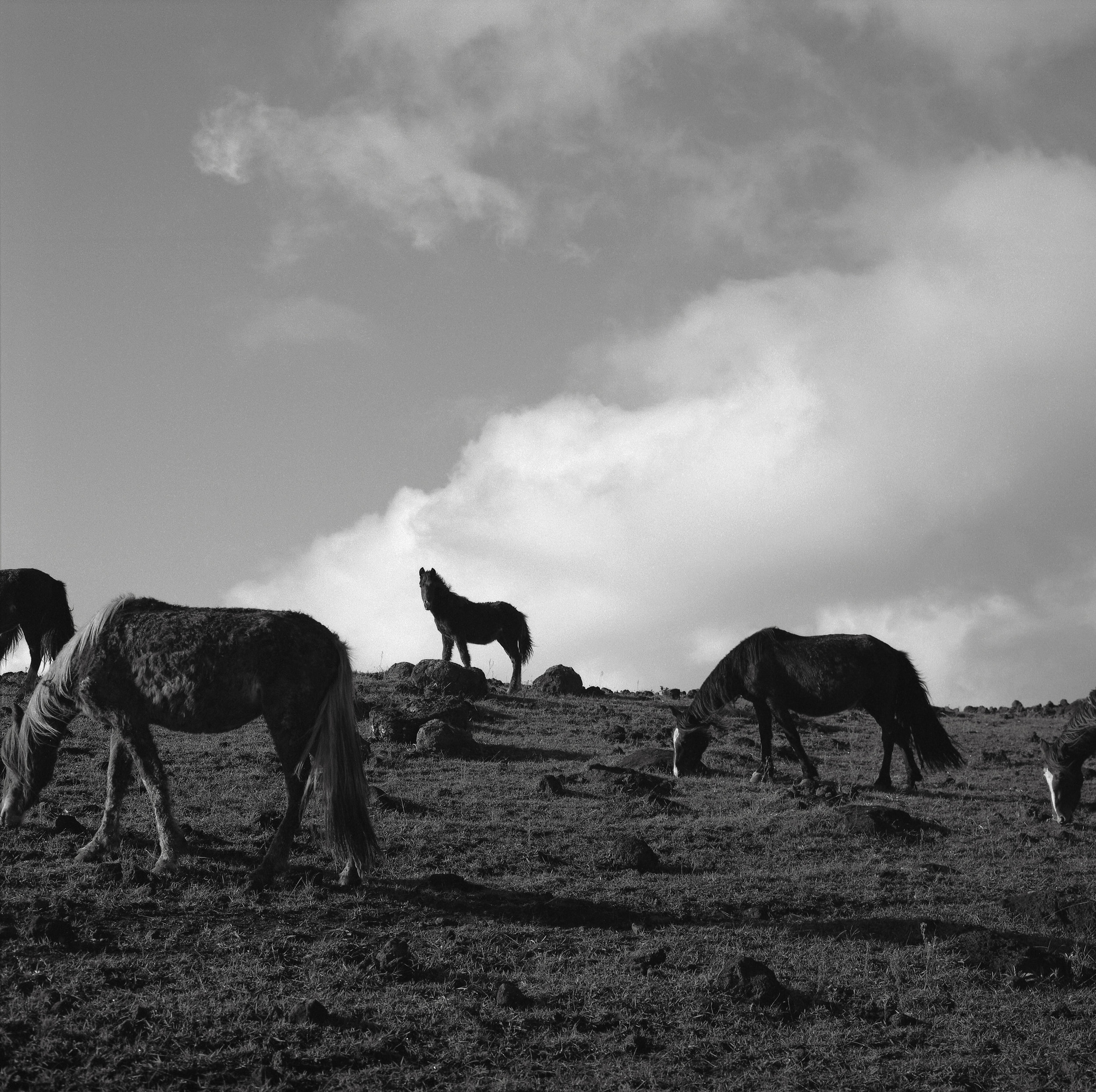 Horses, Easter Island