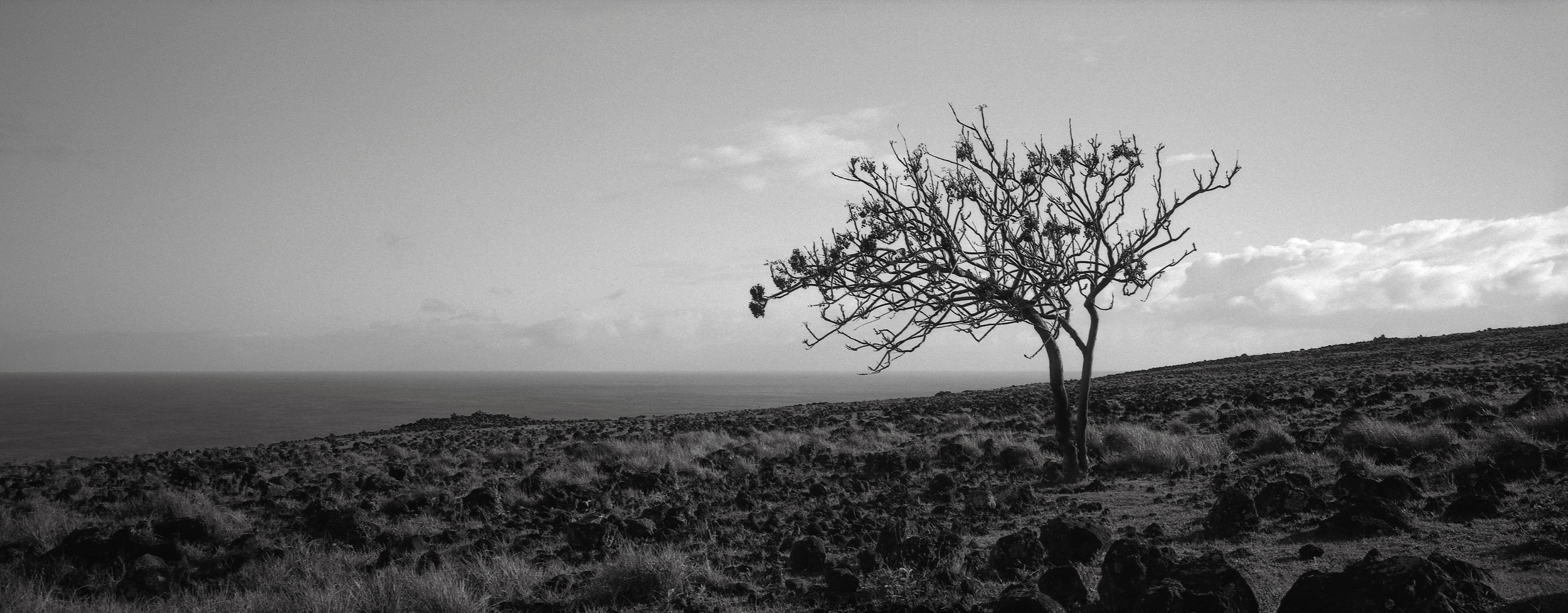 Lone Tree, Easter Island