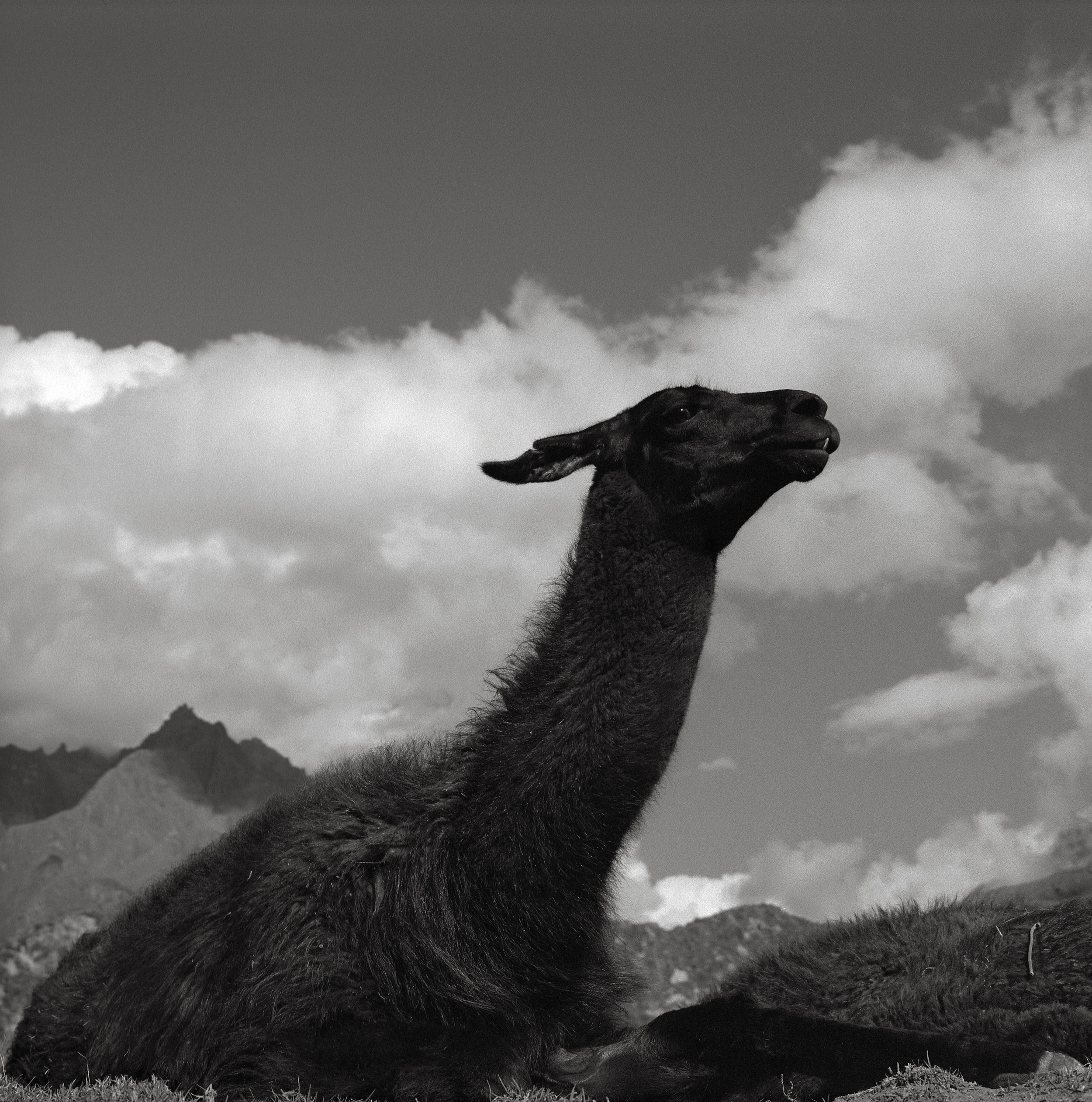 Llama, Peru