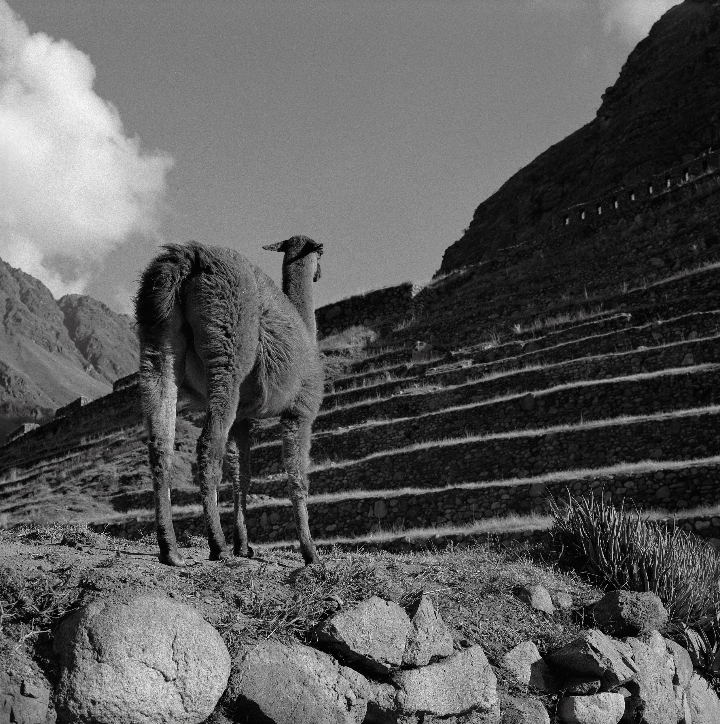Llama, Patallacta, Peru