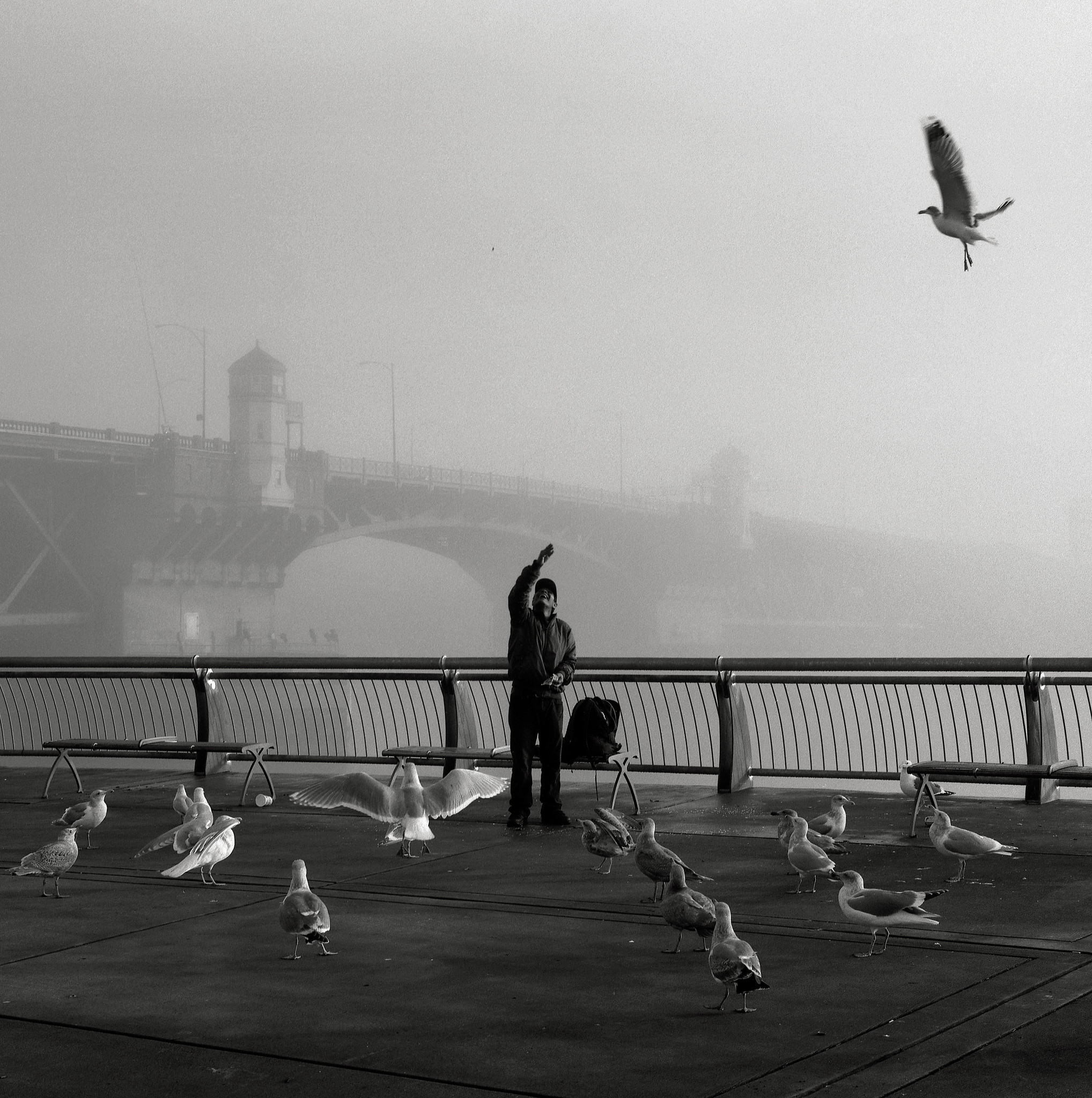 Man with Birds, Portland 