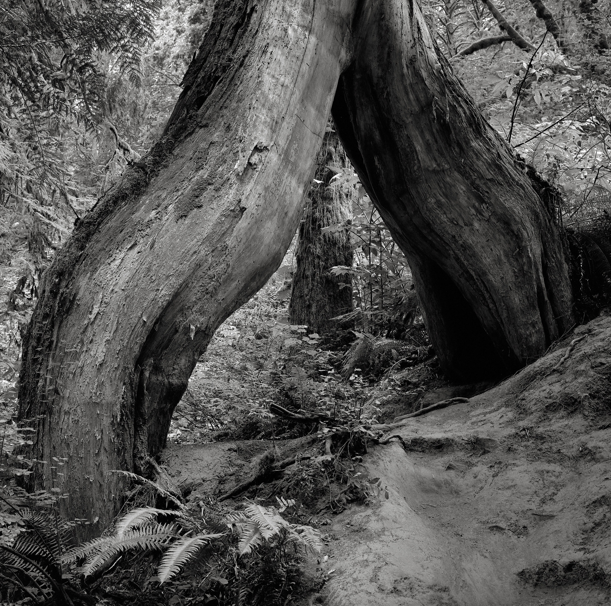 Split Tree, Columbia River Gorge, Oregon