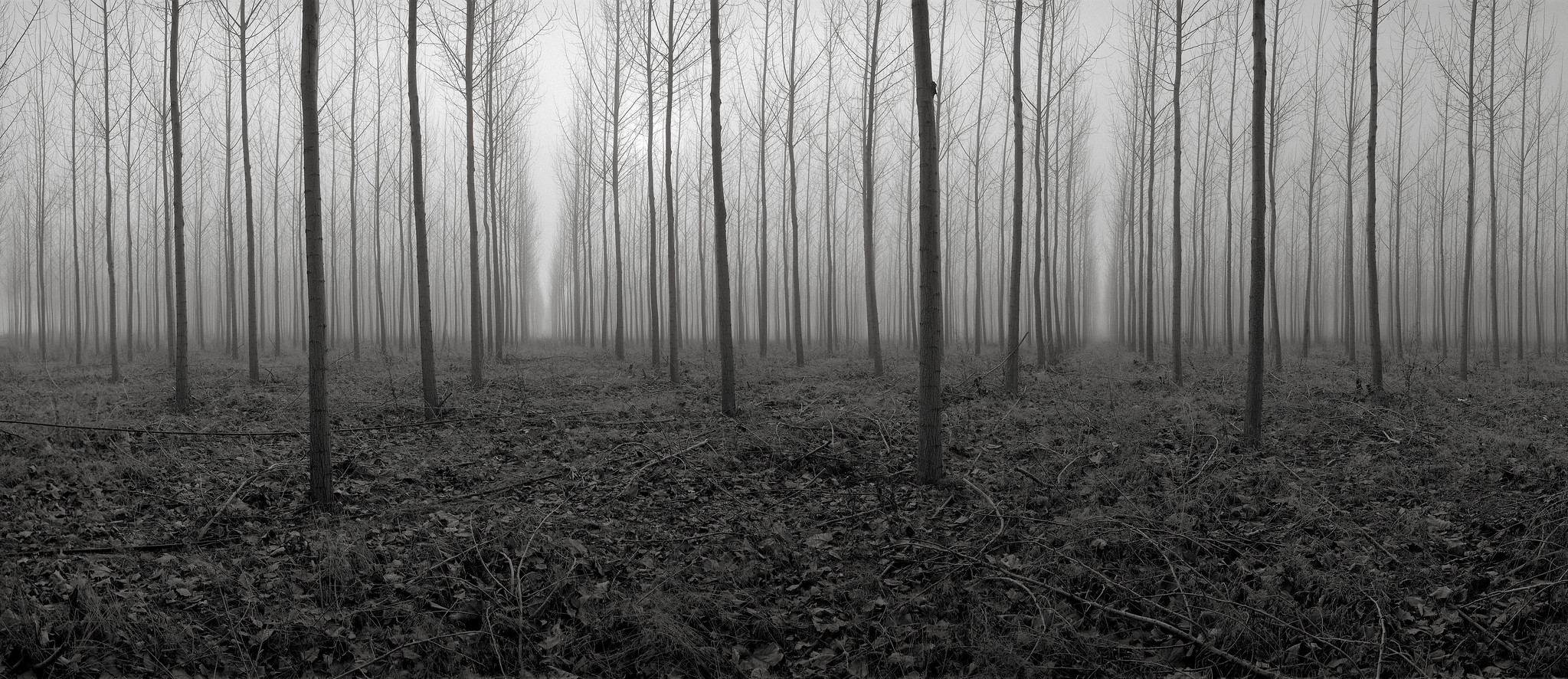 Tree Farm, Oregon 