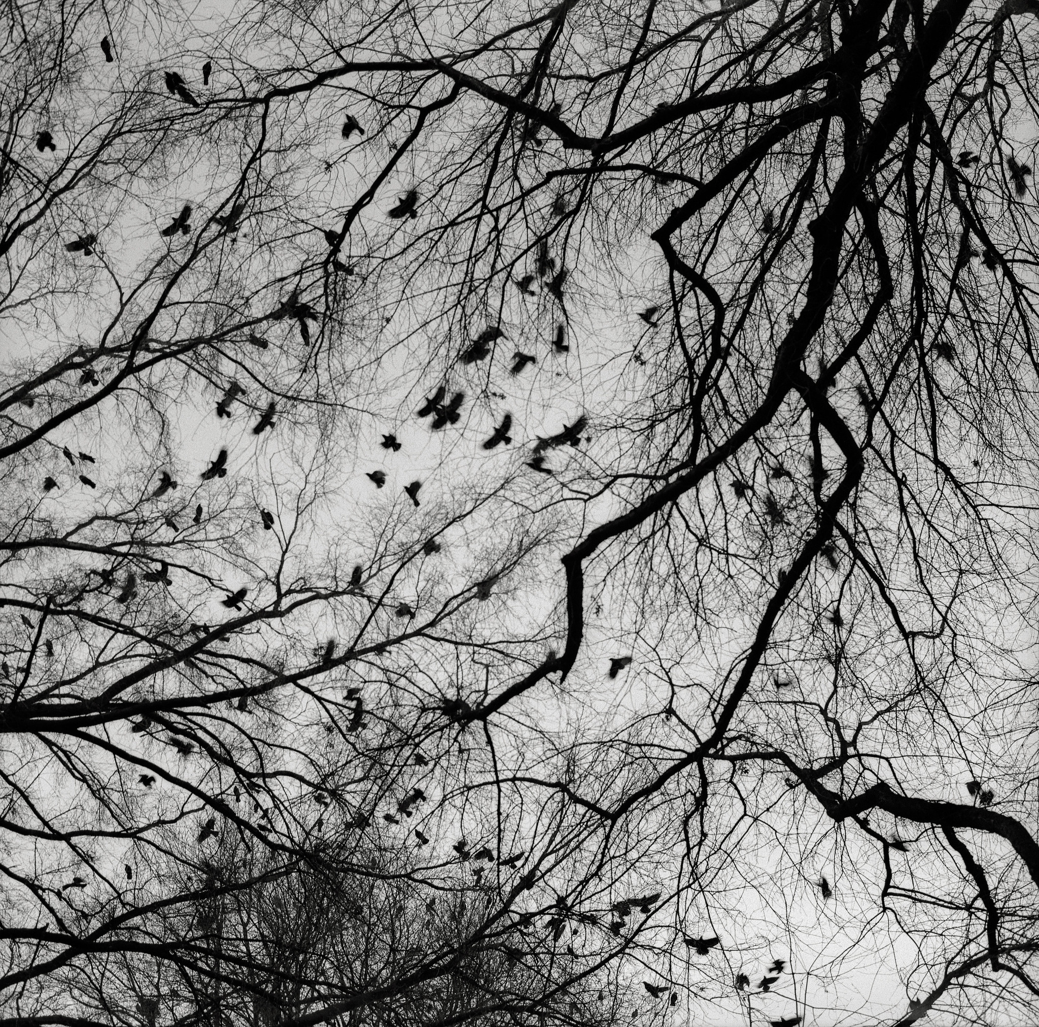 Crows, Portland 