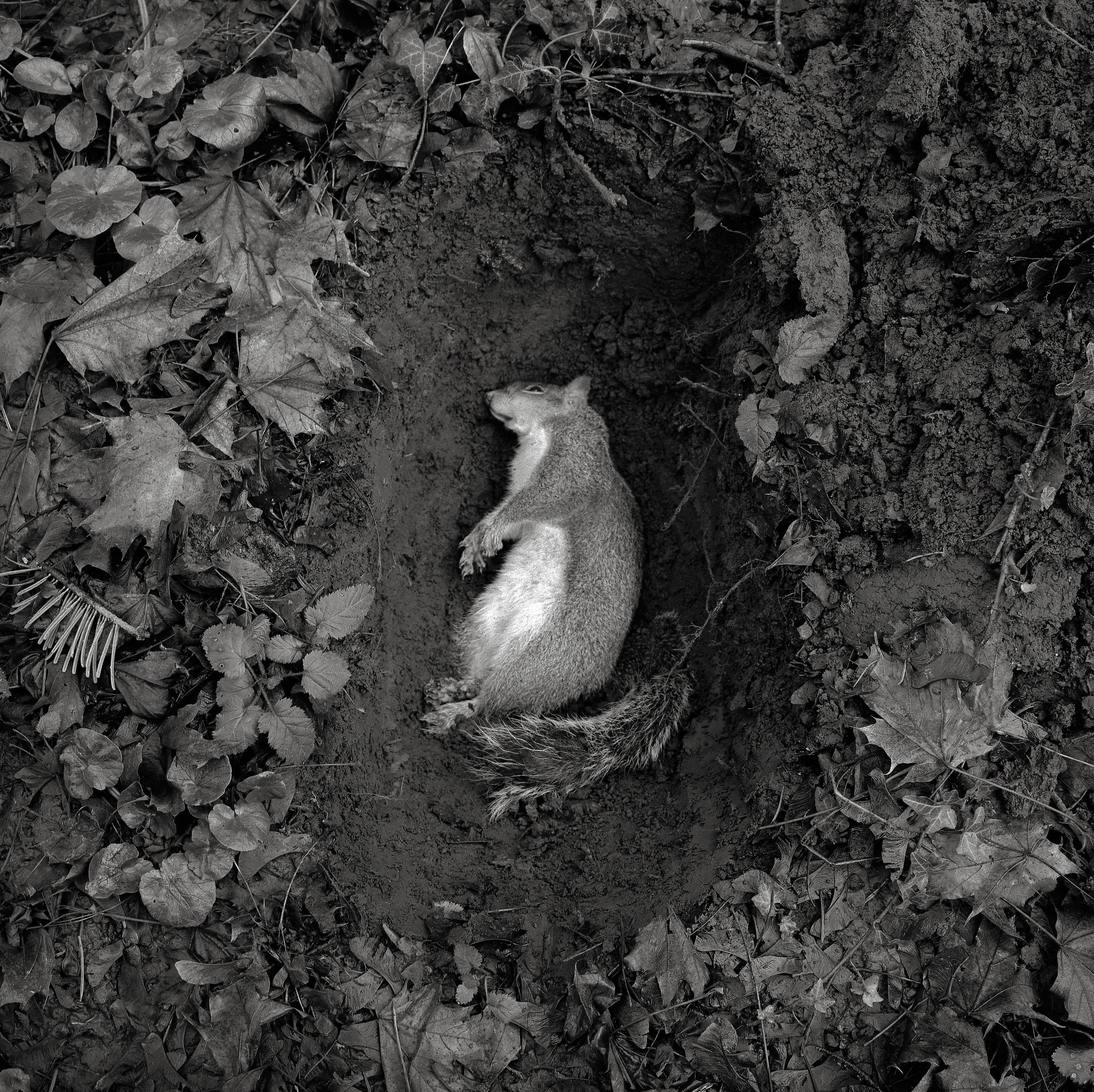 Squirrel, Brentwood Street, Portland 