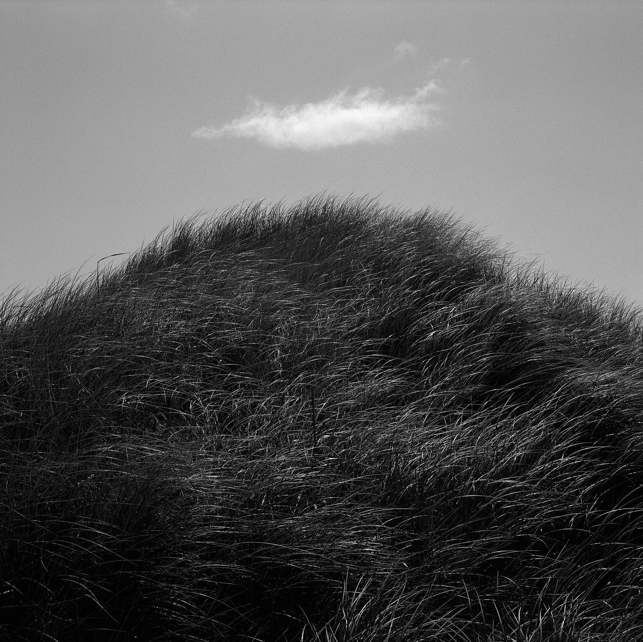 Dune Grass and Cloud, Oregon Coast