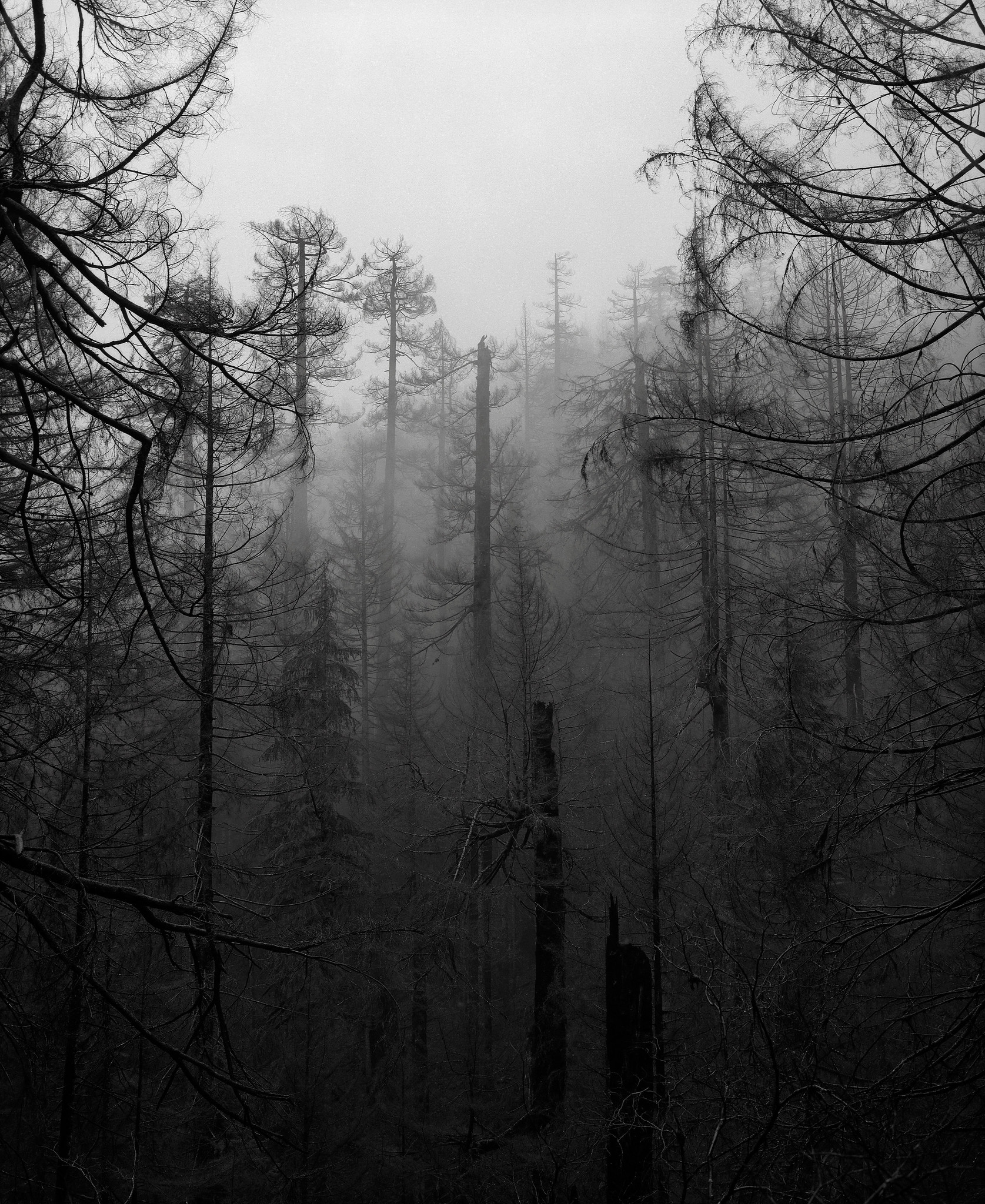 In a Burnt Forest, Columbia River Gorge, Oregon