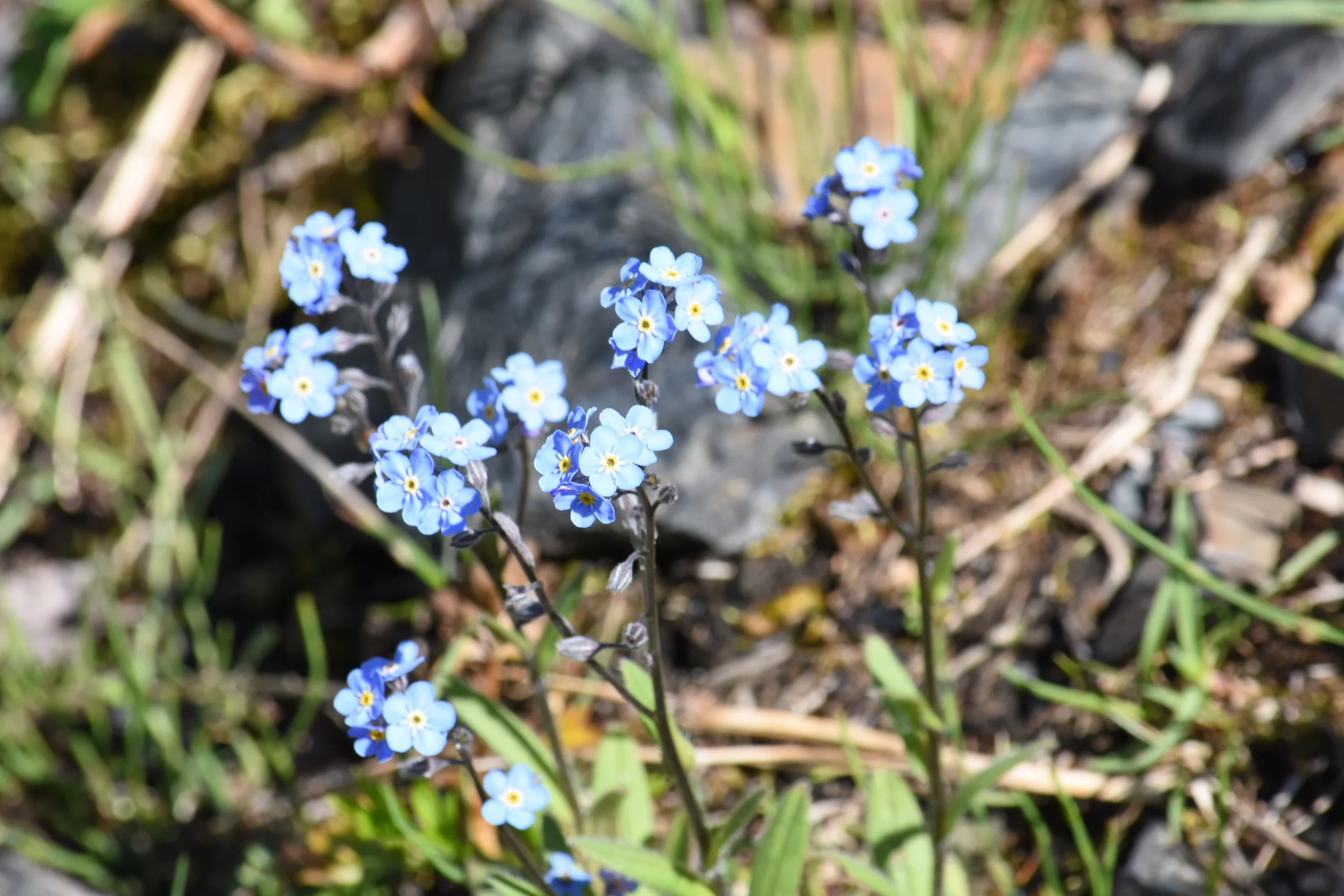DSC_0976.JPG