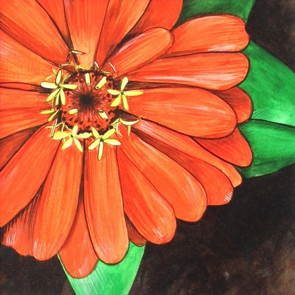 Zinnia