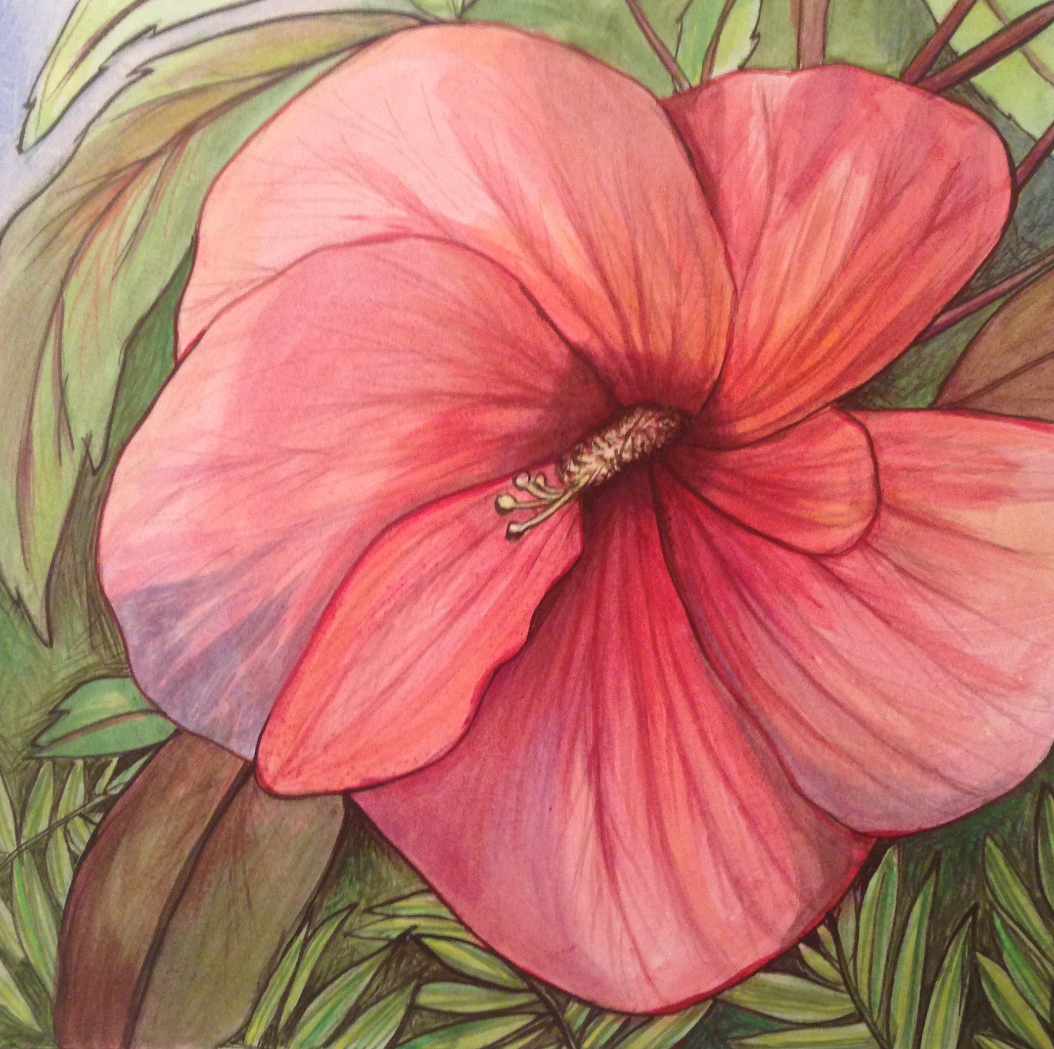 Hibiscus