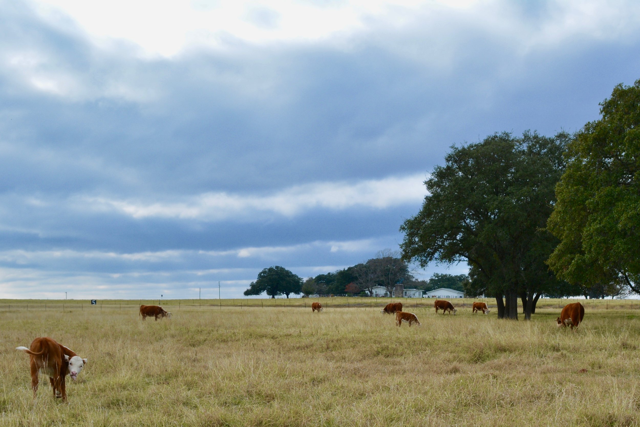 Cattle at LBJ Ranch