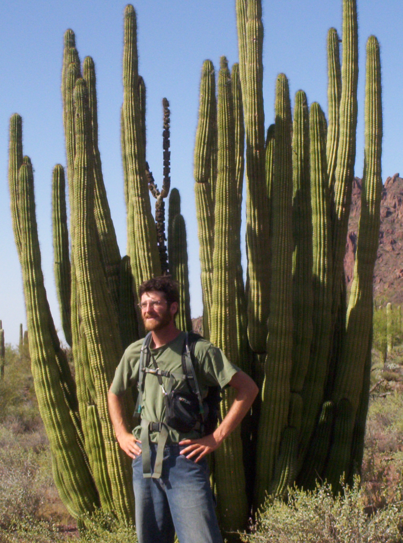 An Organ Pipe Cactus. Photo Credit: Robb Hannawacker