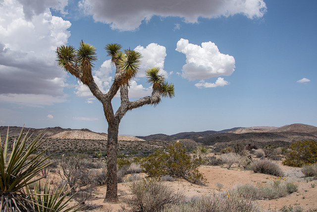 Joshua Tree National Park. Photo Credit: Joshua Tree National Park