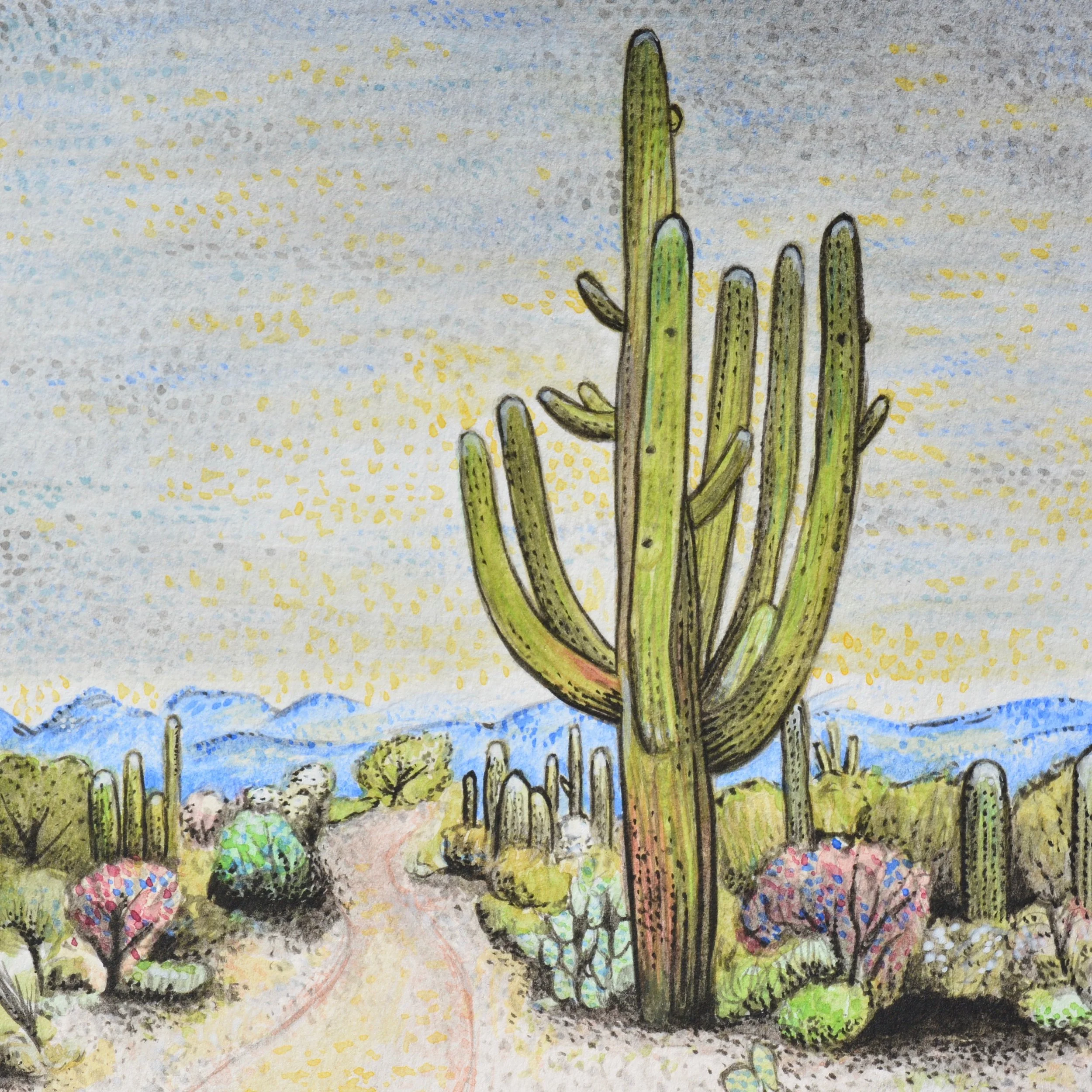Saguaro National Park, Arizona: 1/19/17, 12:44:25