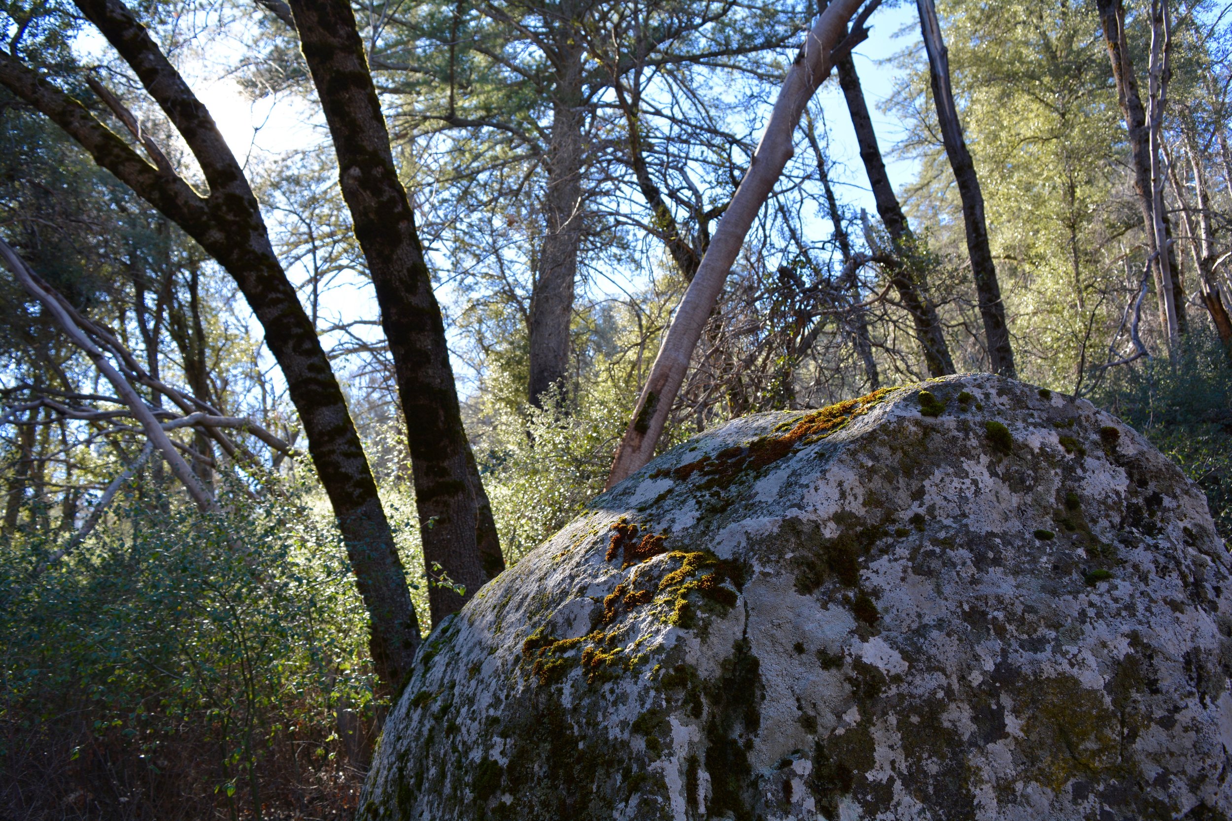 Boulder at Palomar Mountain