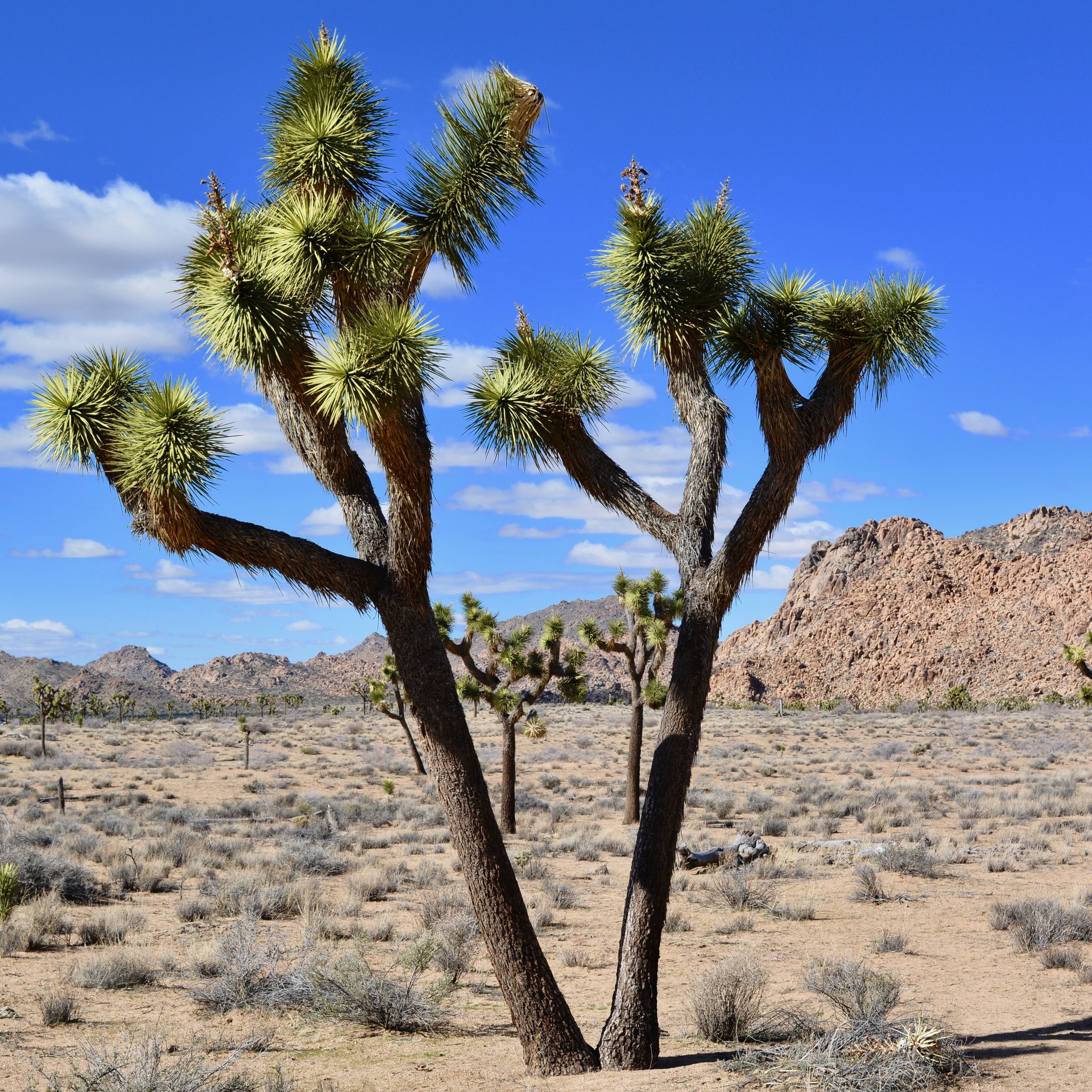 Joshua Trees in the Park