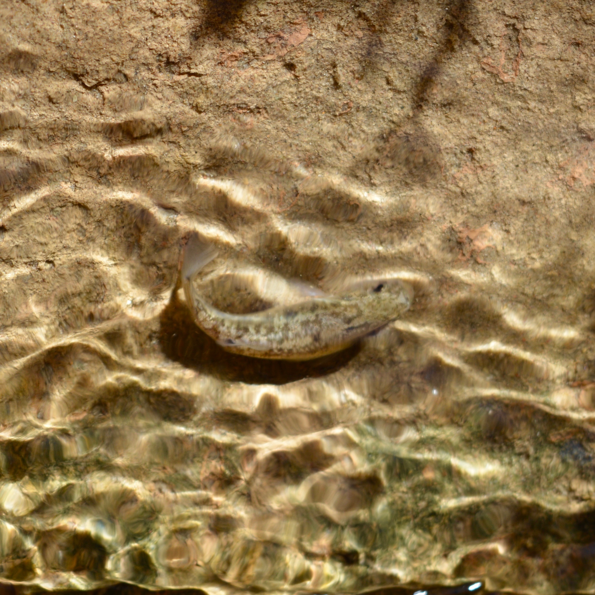 Desert Pupfish in Salt Creek