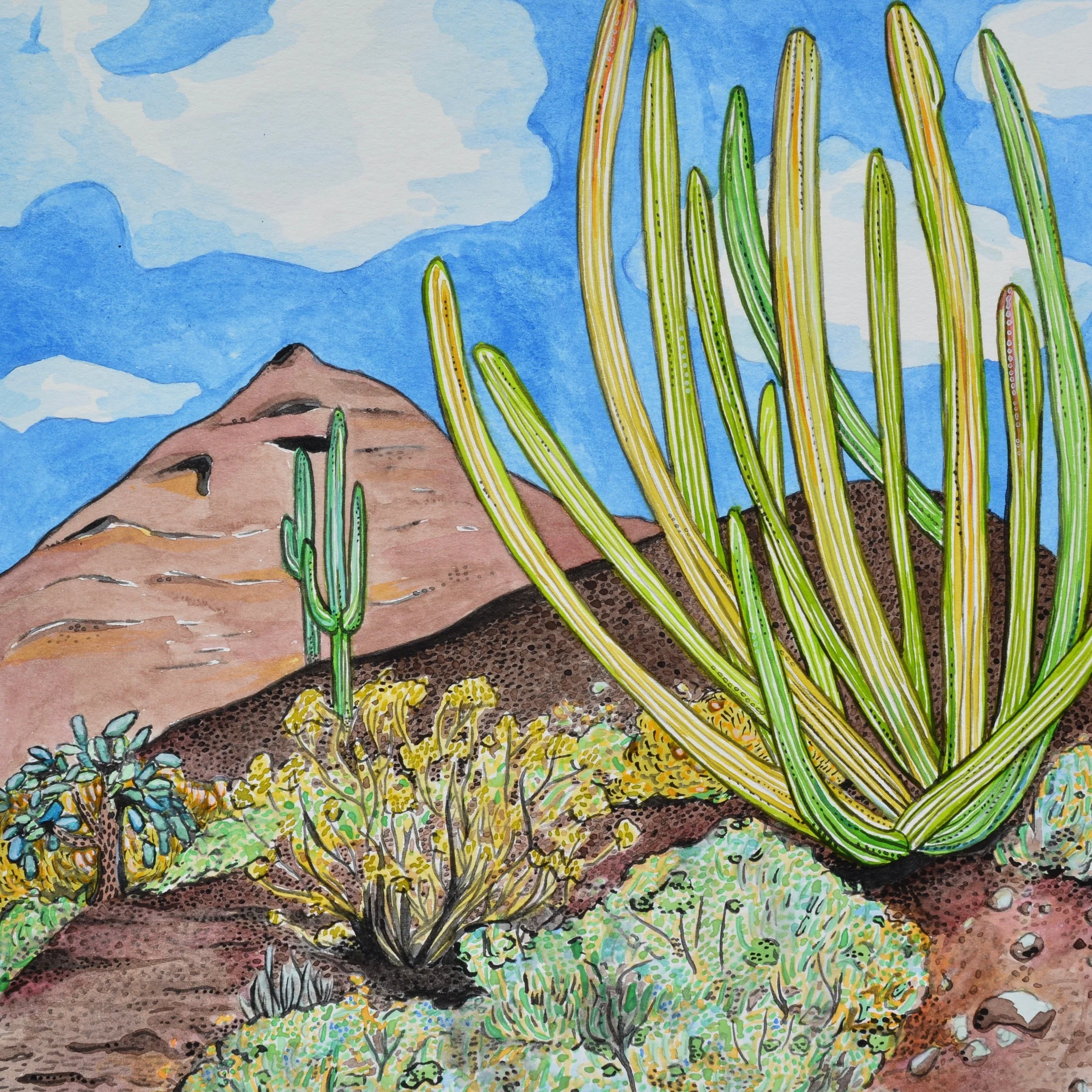 Organ Pipe Cactus National Monument, Arizona: 1/24/17, 13:06:55