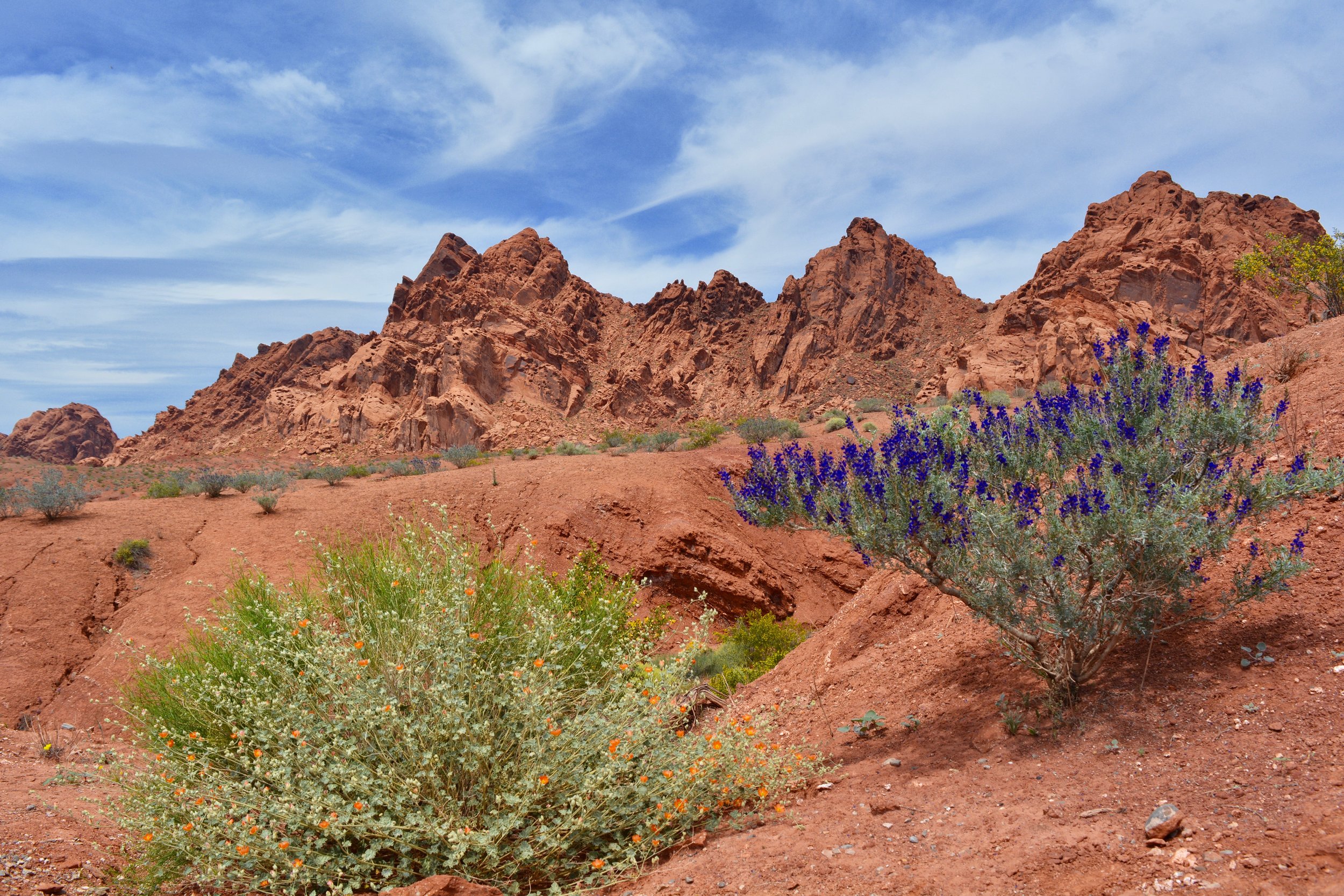 Desert globemallow and indigo bush blooming at Valley of Fire State Park