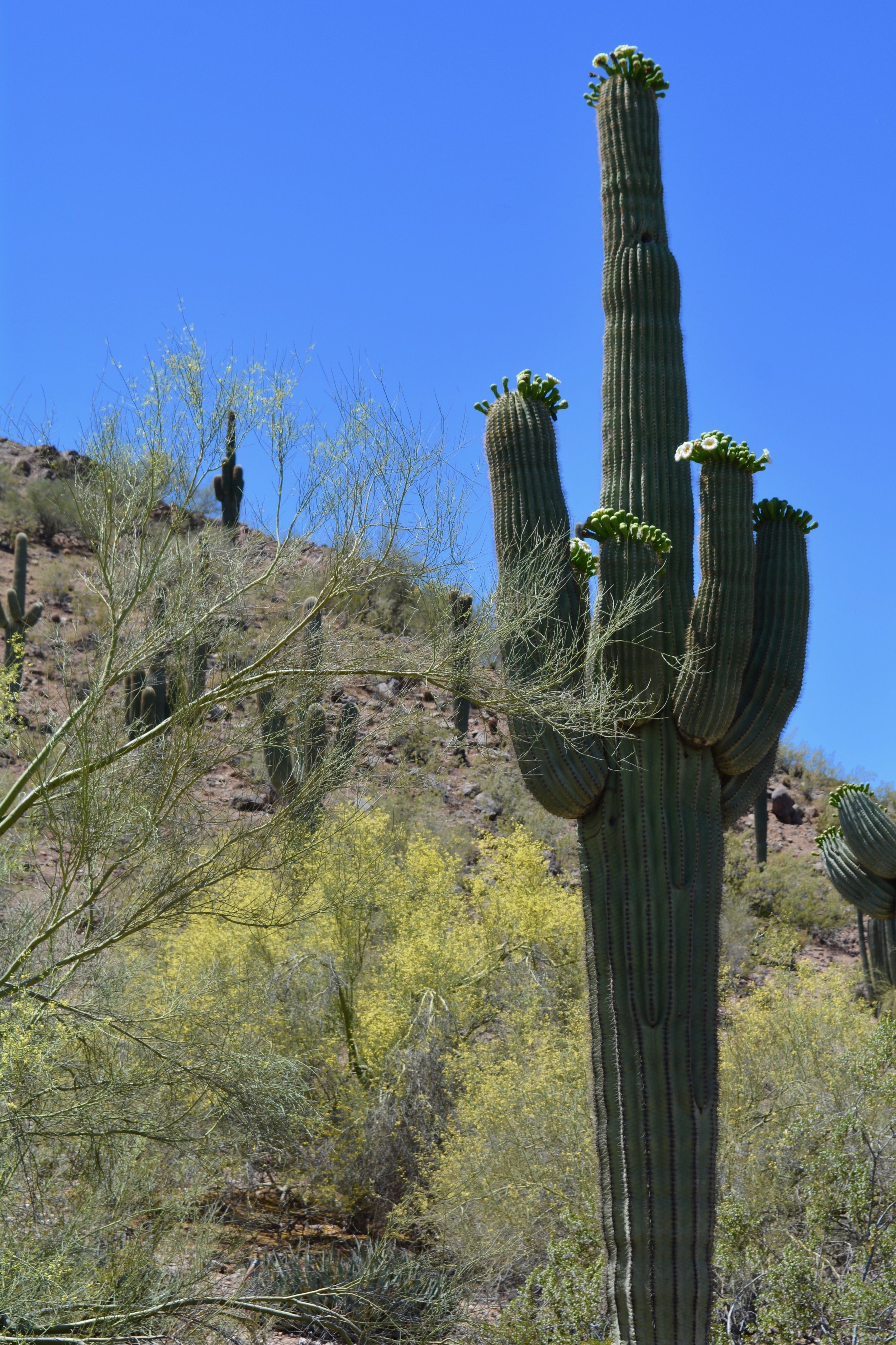 Blooming saguaro at Desert Botanical Gardens
