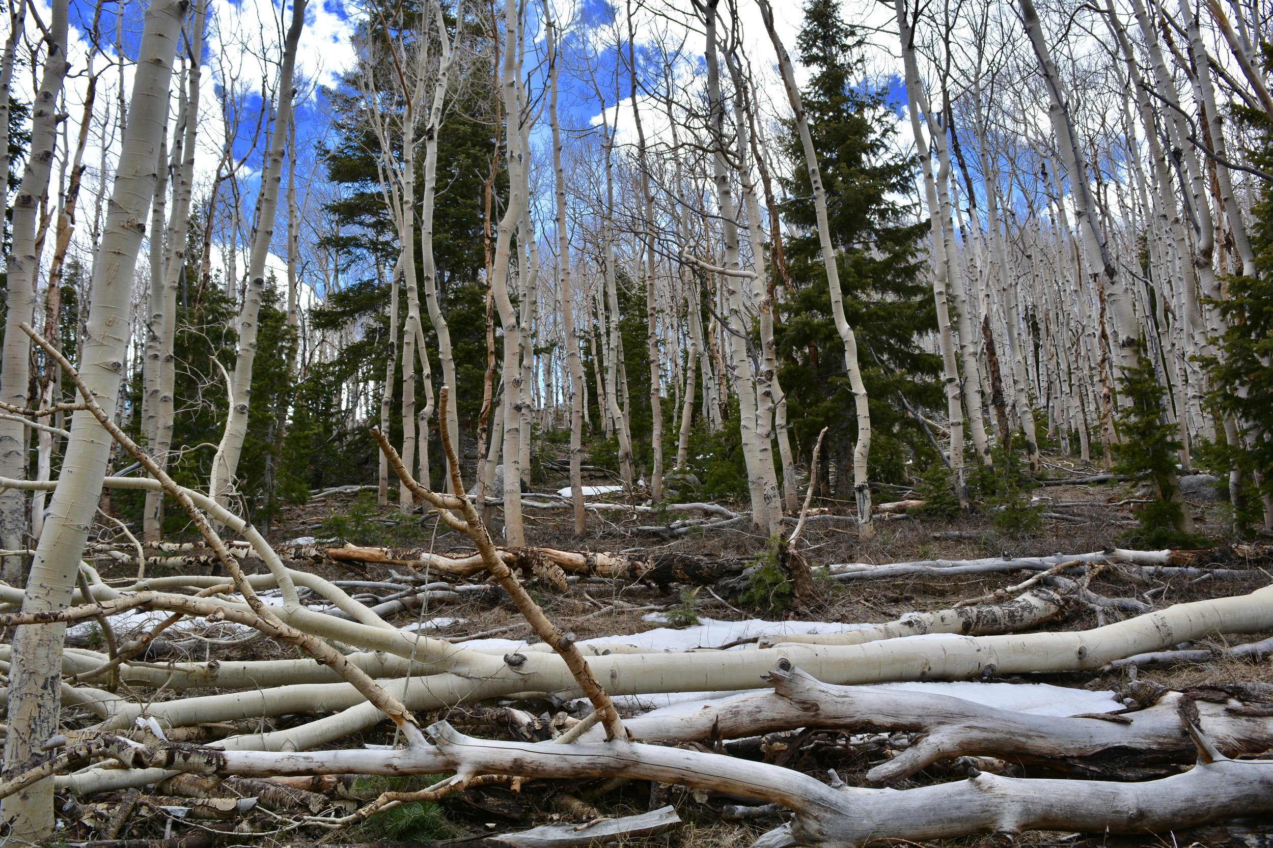 Aspens on the Serviceberry Loop Trail