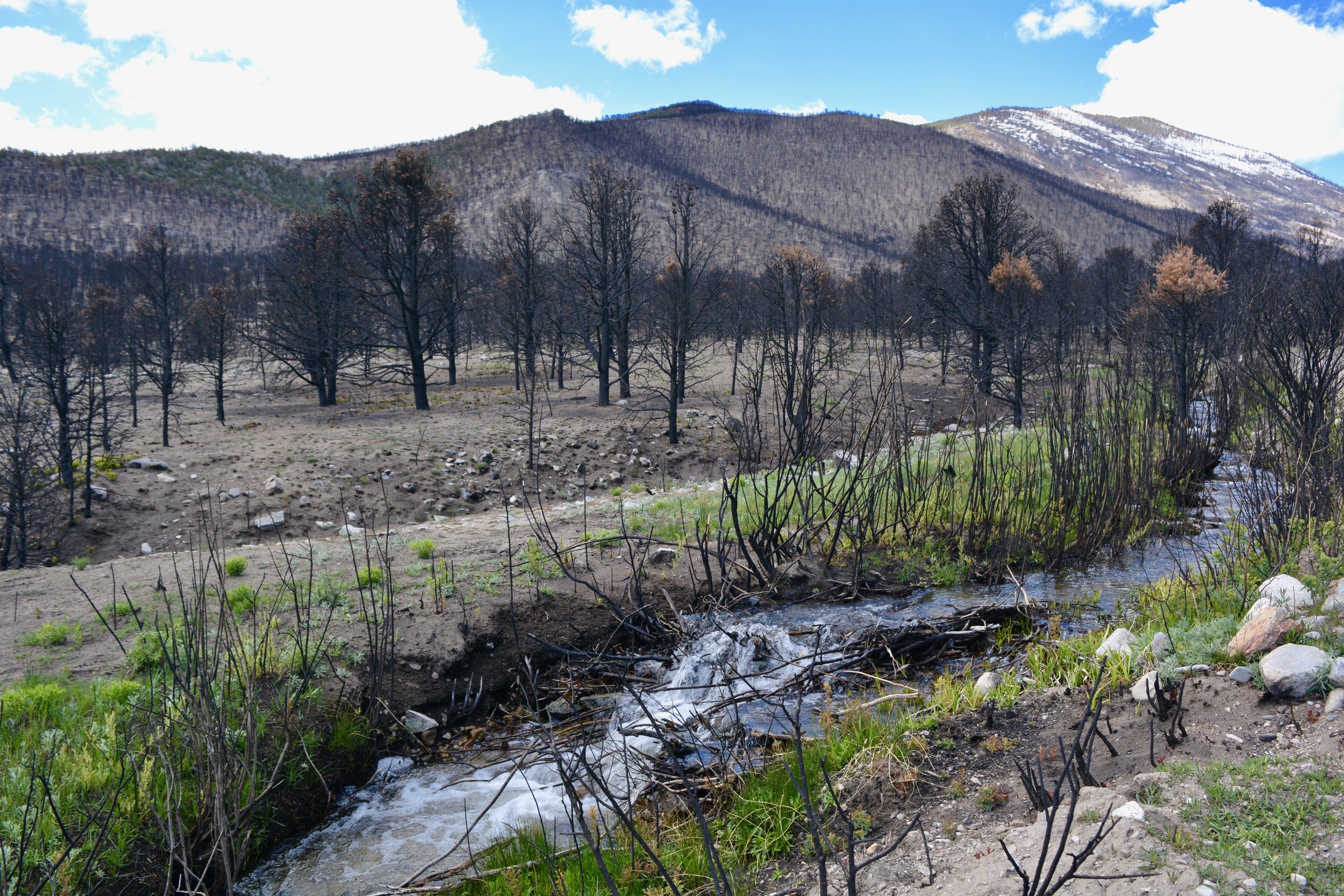 Life is returning to the Strawberry Creek area