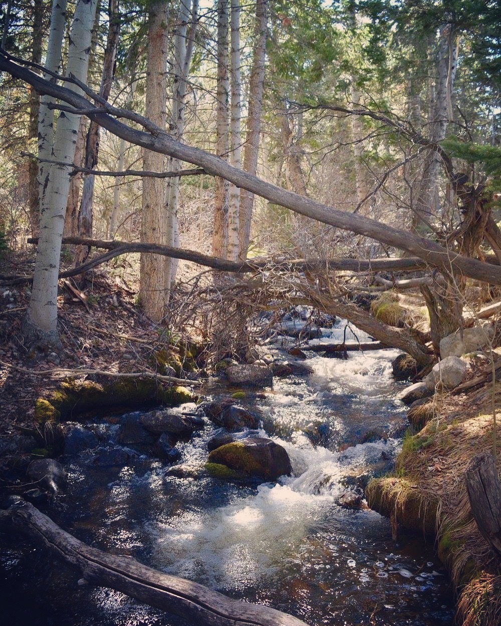 Baker Creek Trail