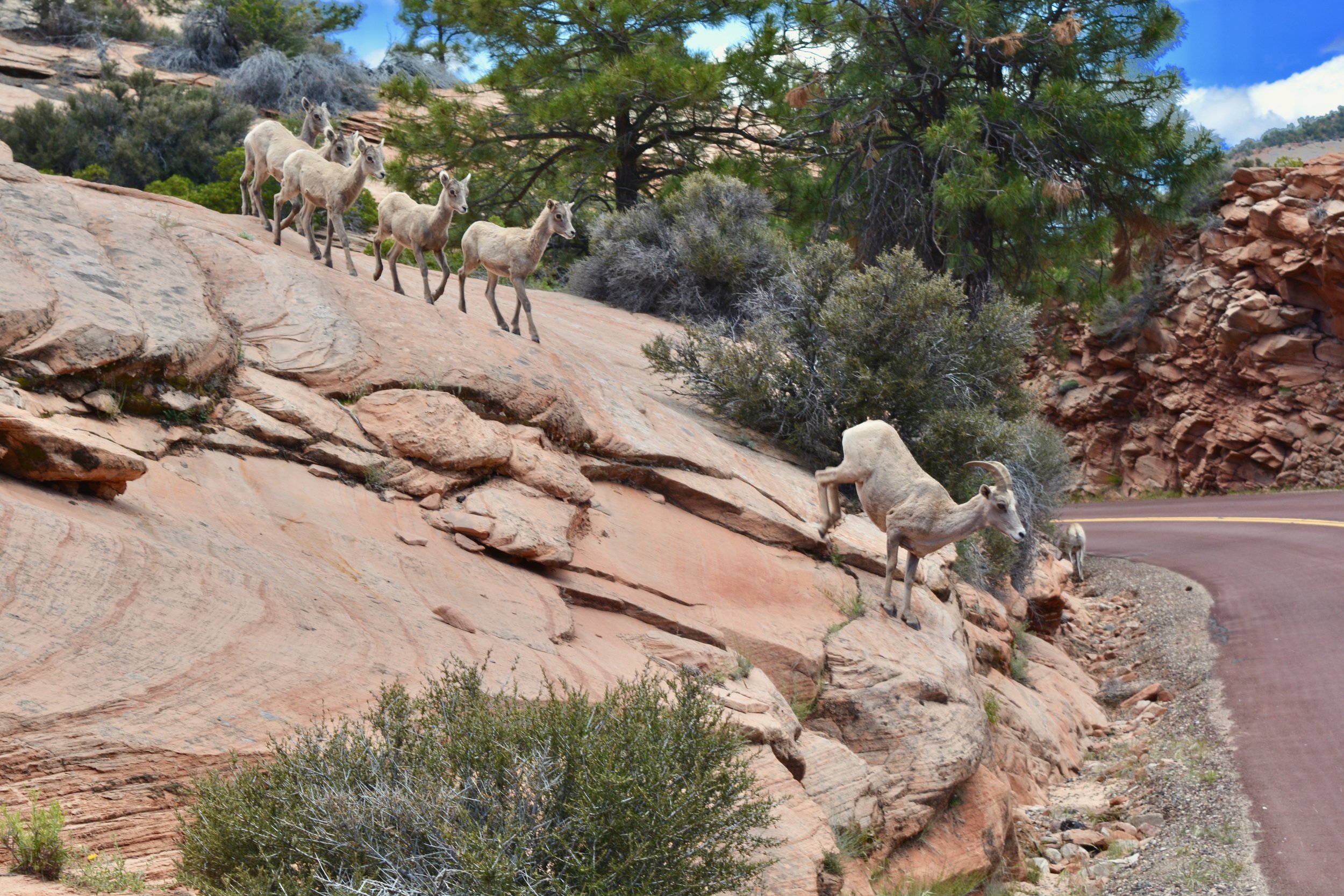 Bighorns