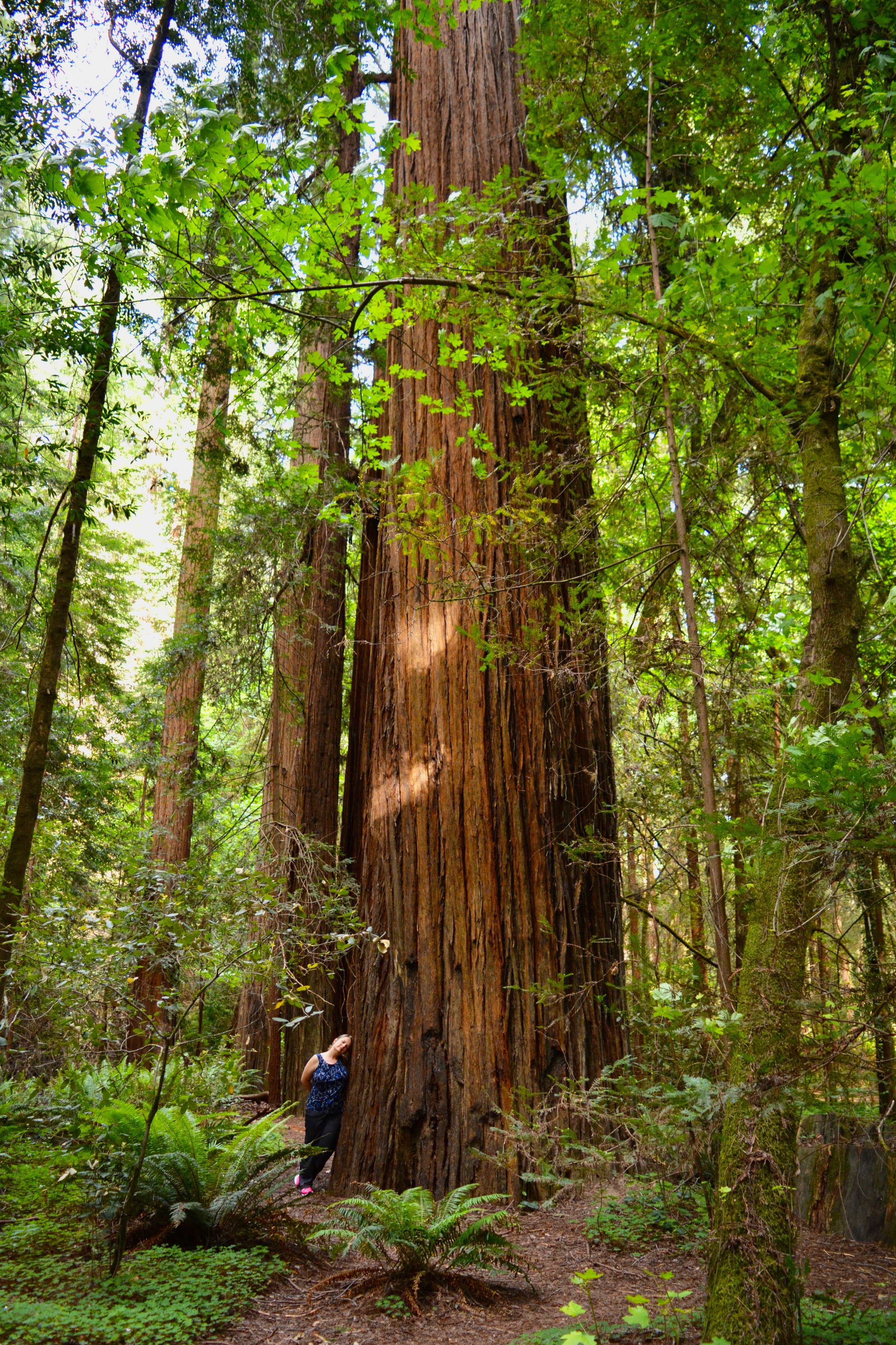 Kerri and her giant tree friend