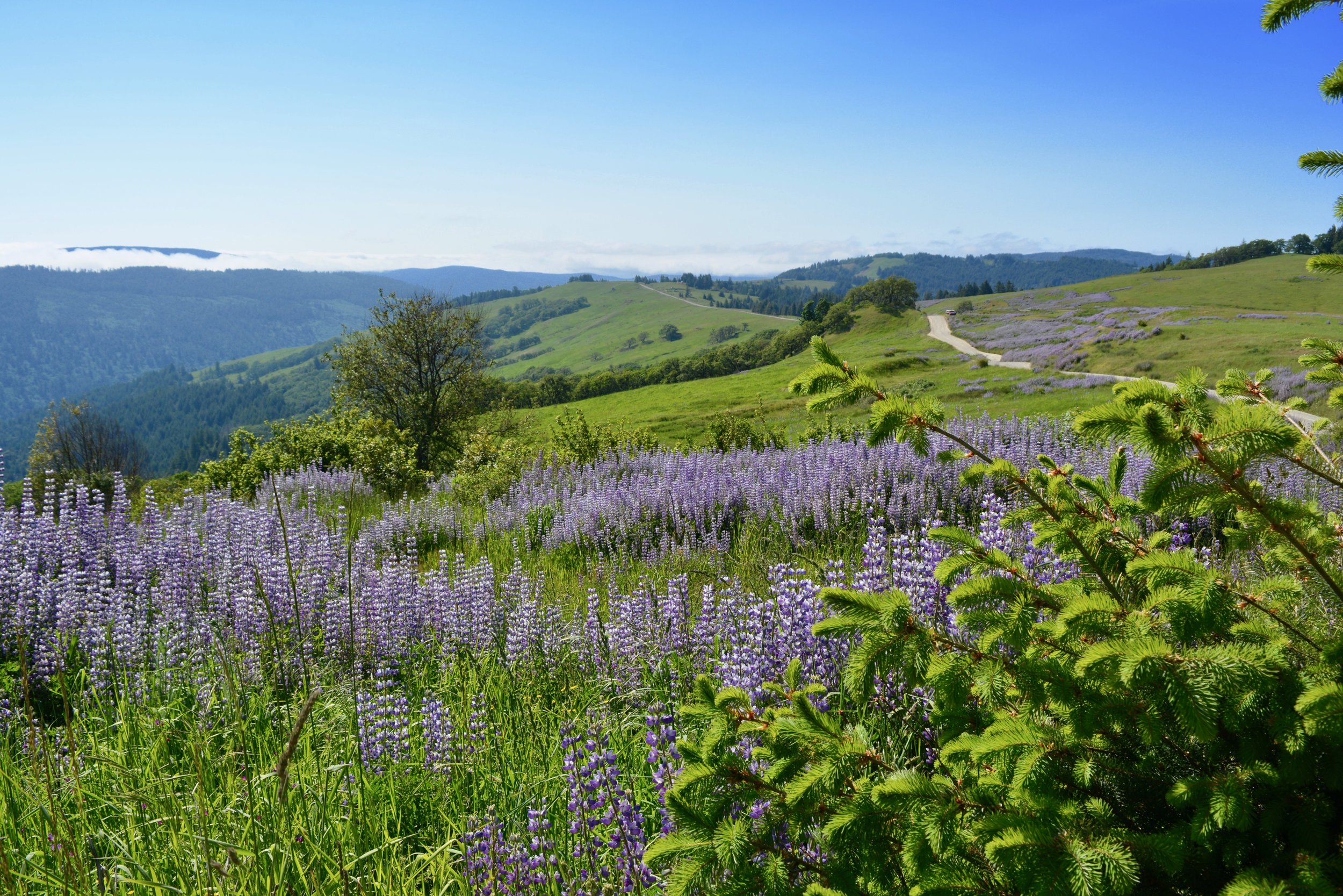 Lupine covered hills along the backroads of Redwood National Park