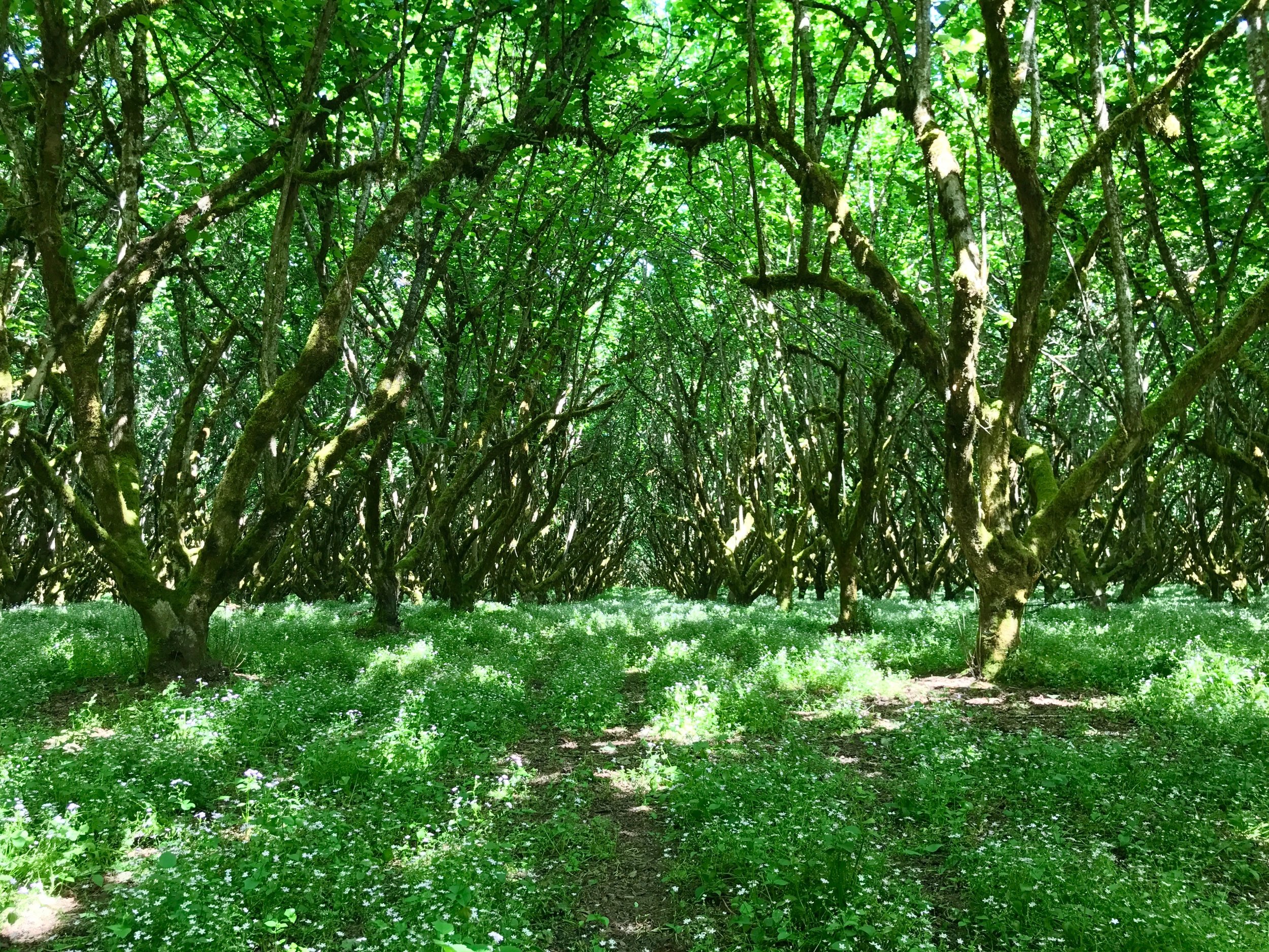 Hazelnut trees at Tyee Wine Cellars