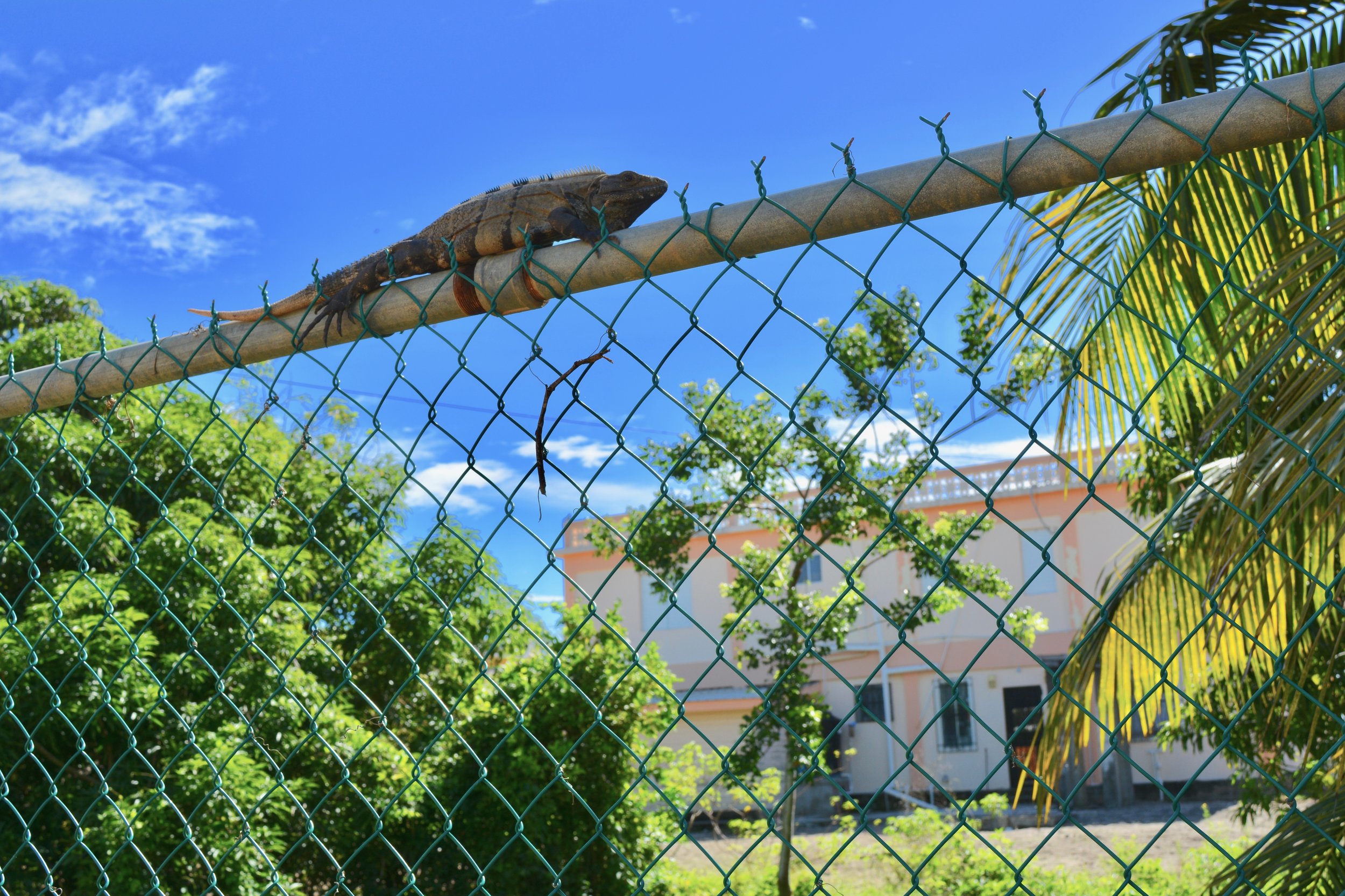 An iguana along the road in Hopkins