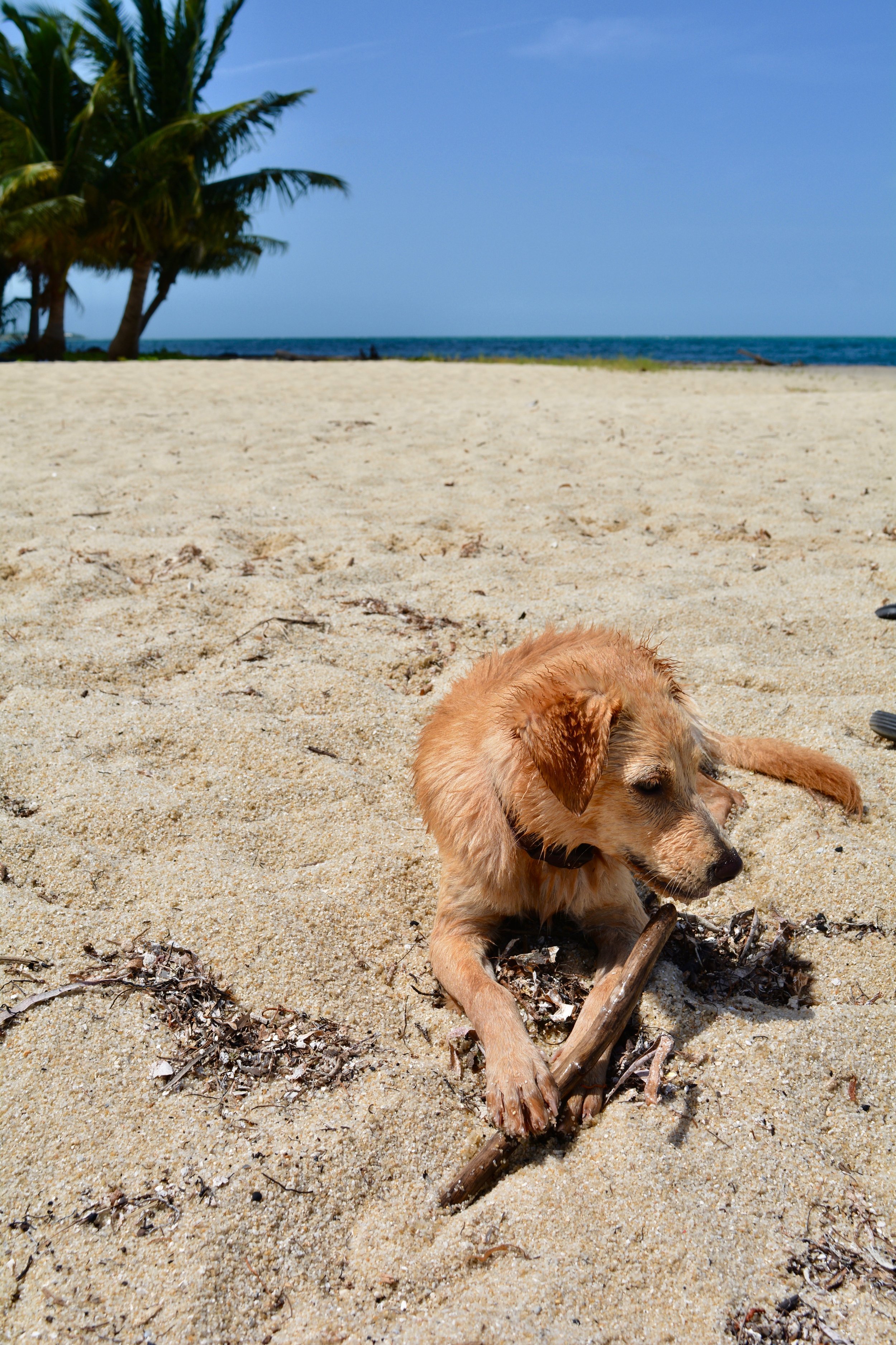 A friend we made at the beach