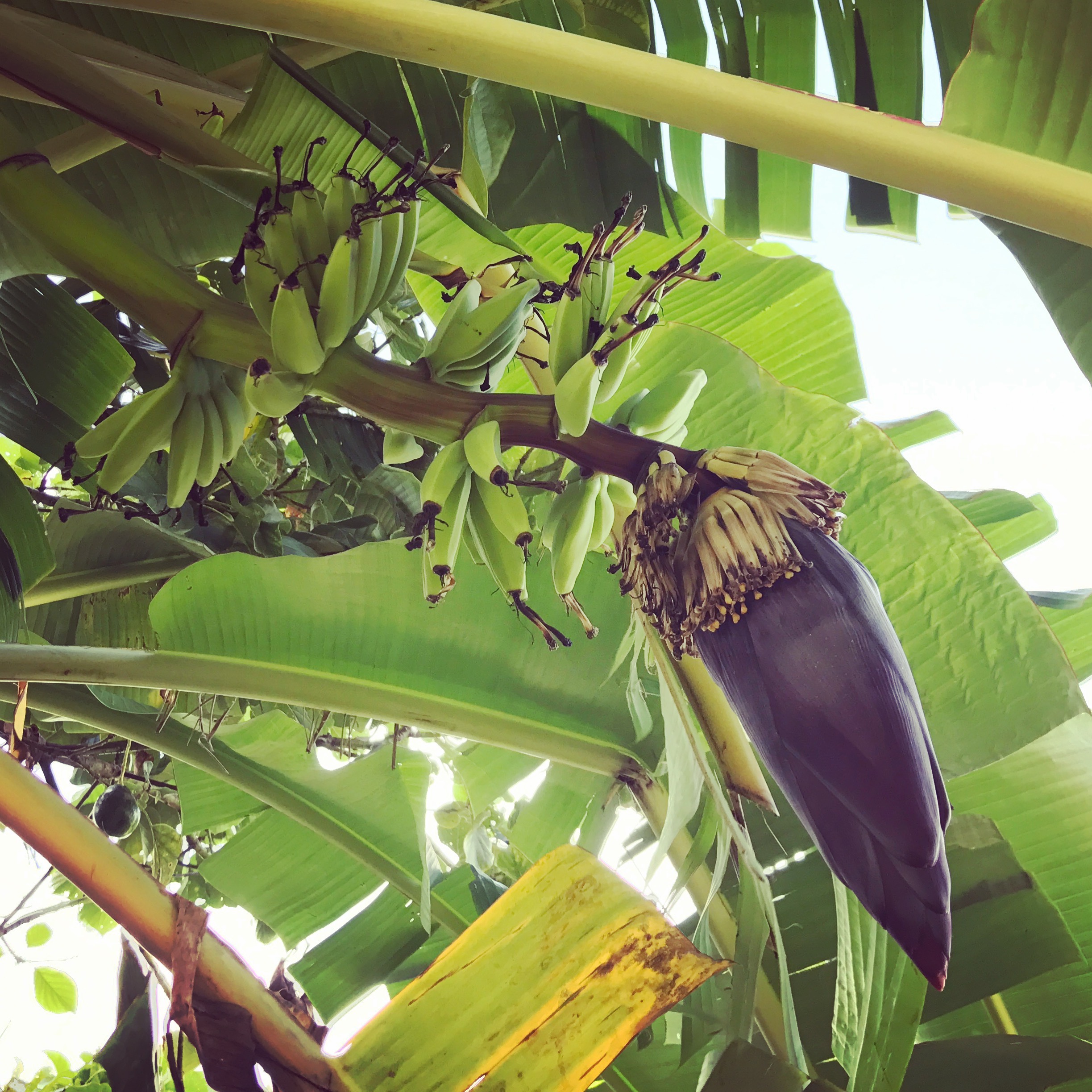 Bananas growing at Mango Manor